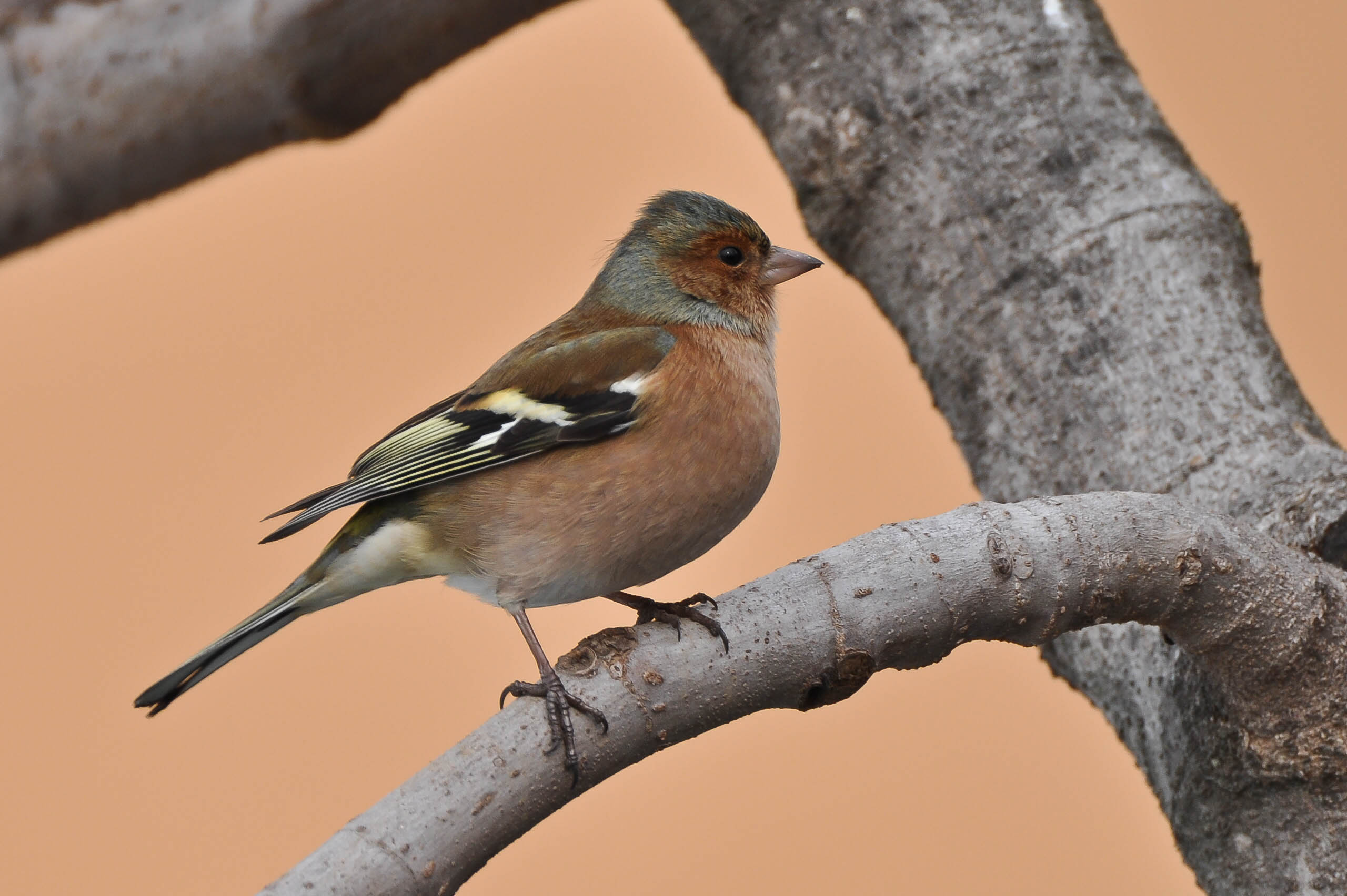 Male chaffinch