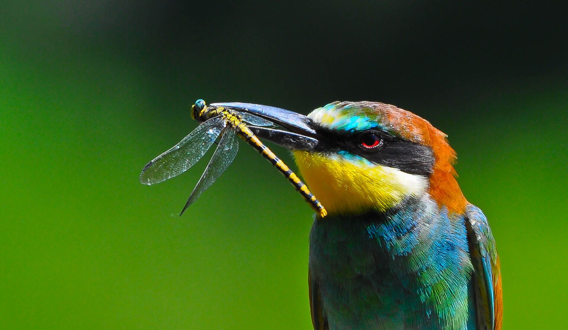 Bee-eater with prey