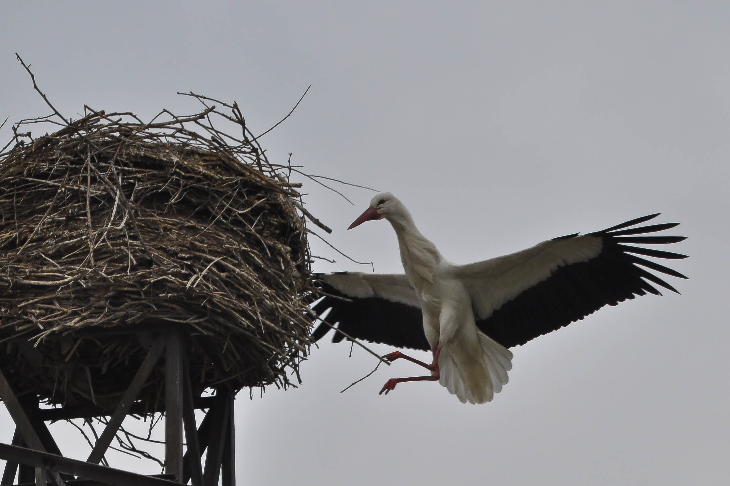 Stork returns to the nest