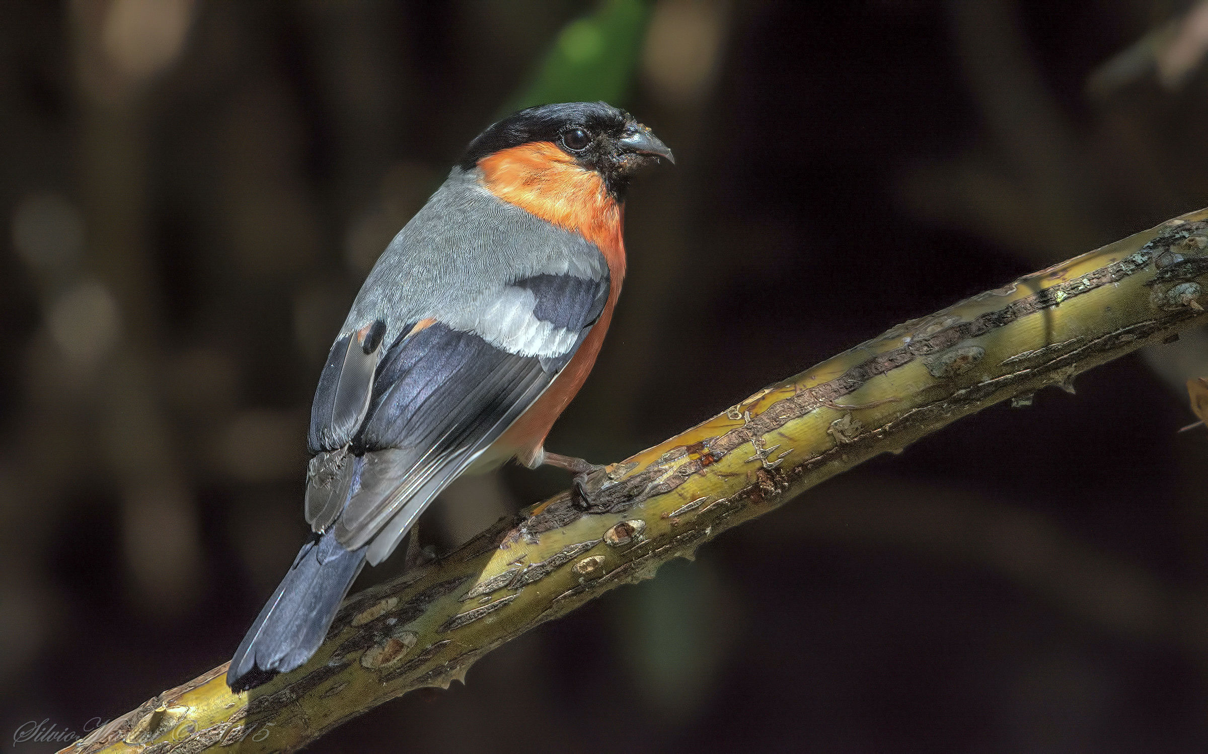 Ciuffolotto (Pyrrhula pyrrhula) maschio 3