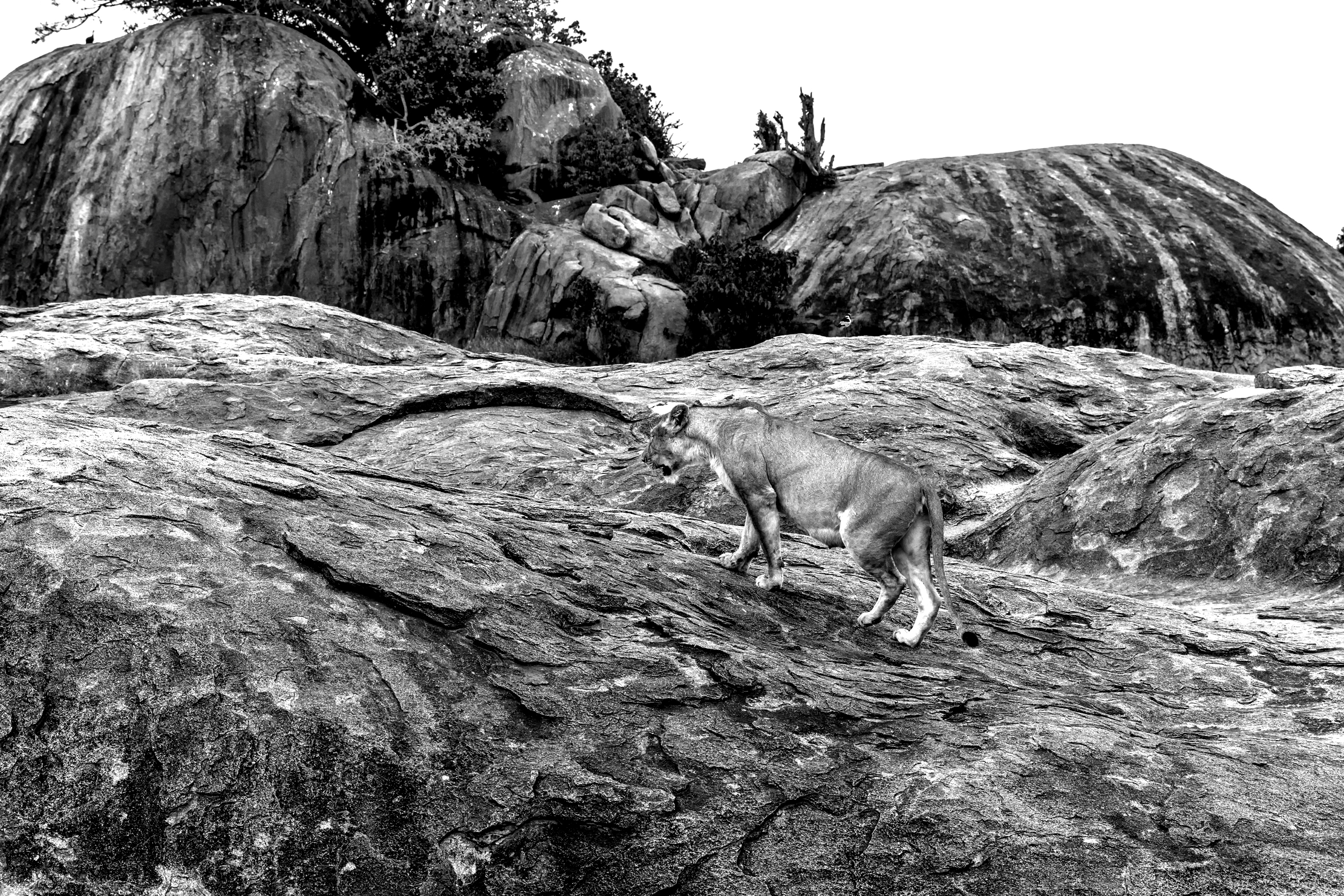 Tanzania 2015 - In ritiro sul Kopjes