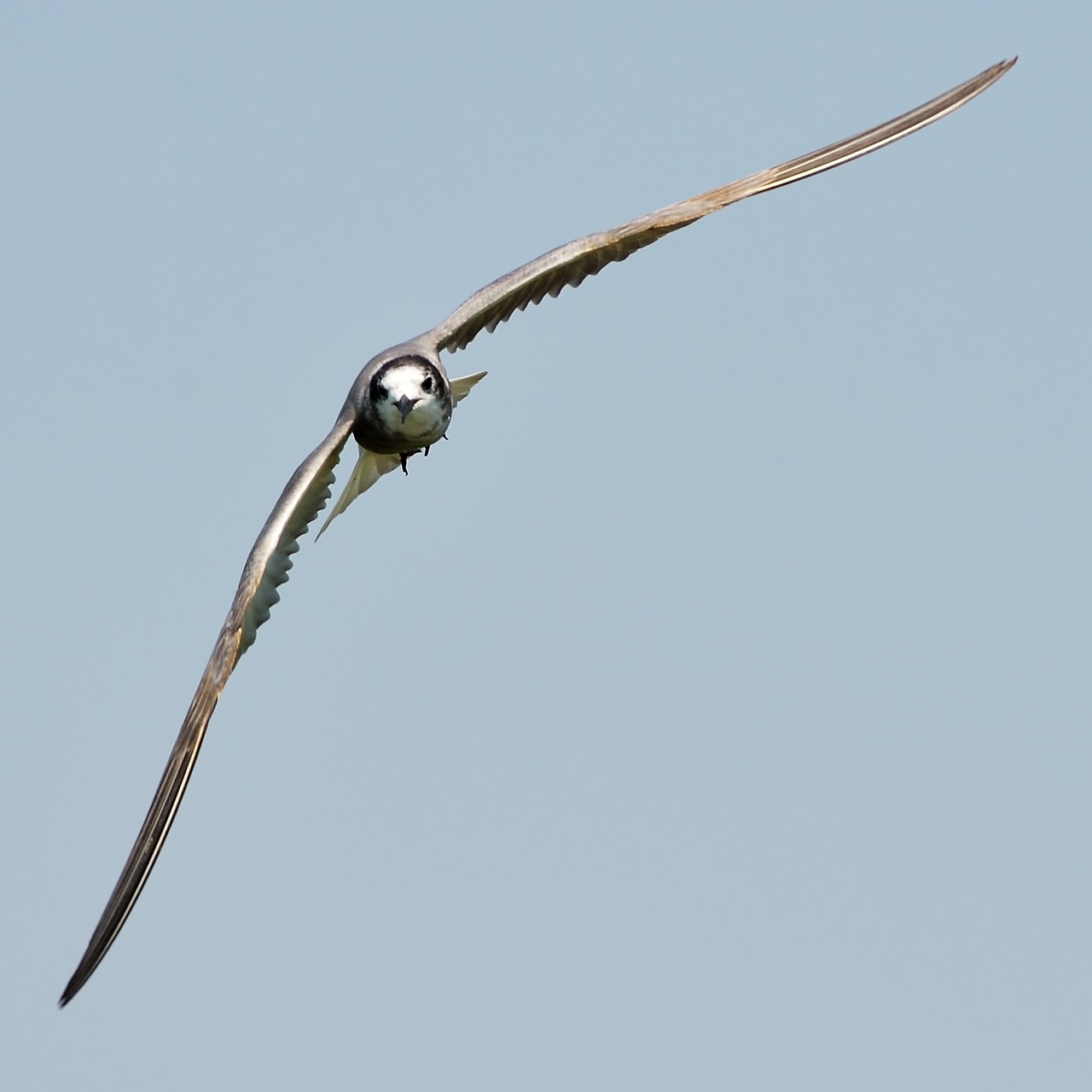 Whiskered tern