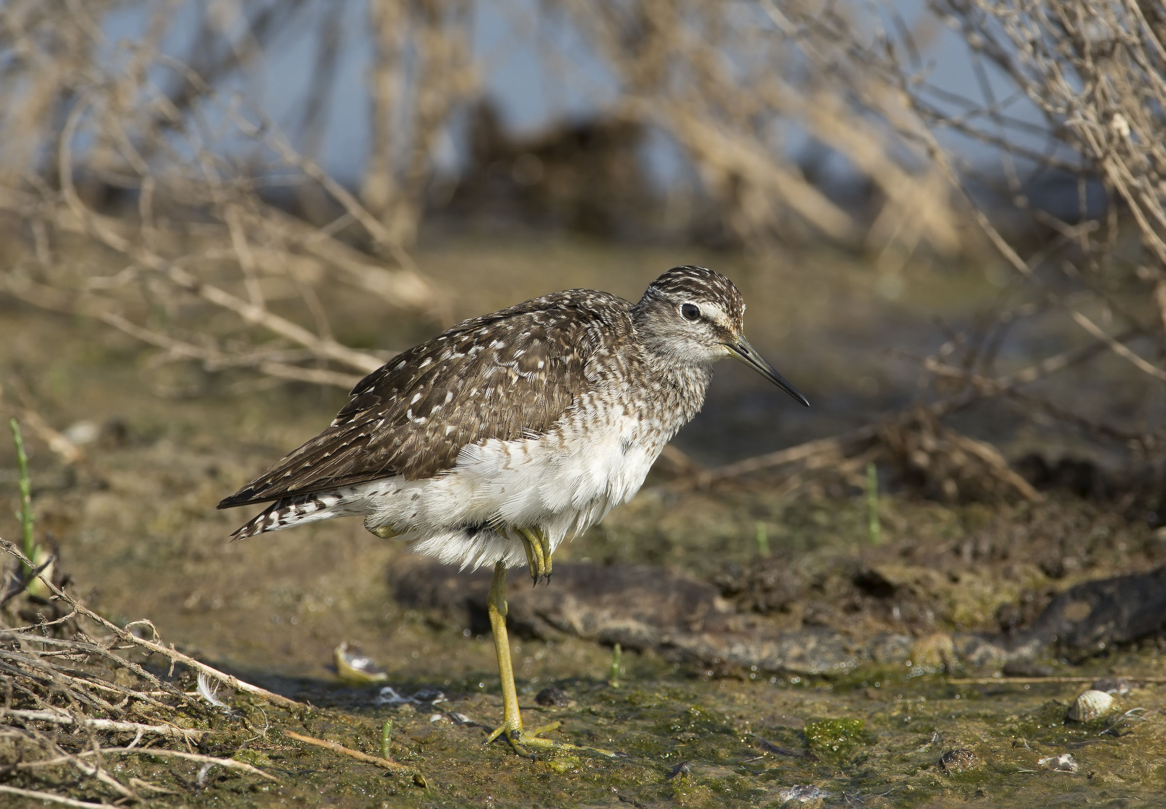 piro piro boschereccio