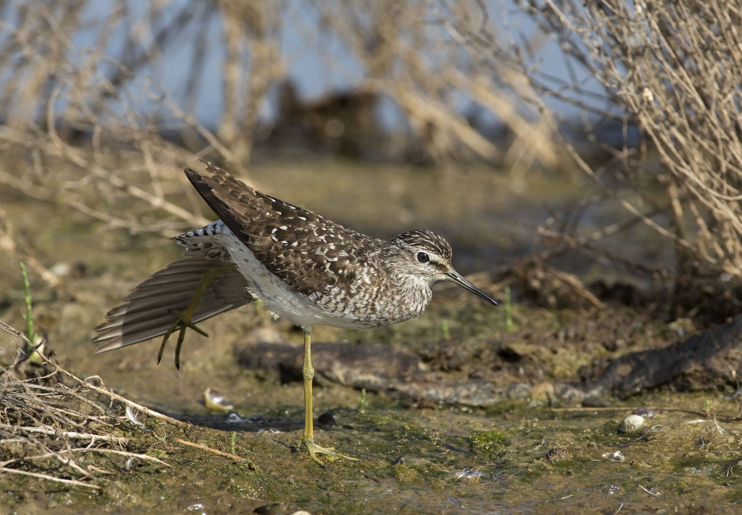 piro piro boschereccio in stretching