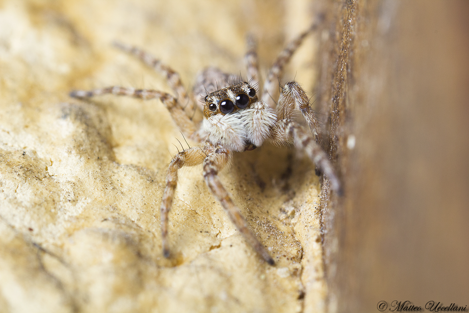 A beautiful smile please