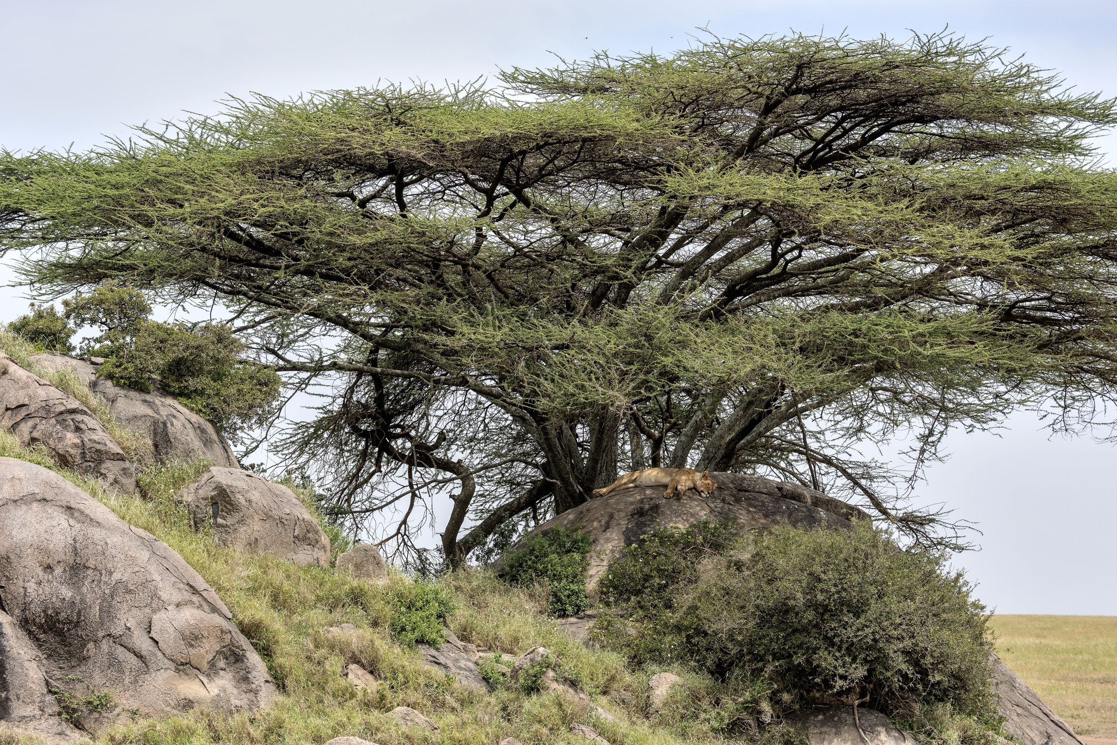 Tanzania 2015 - Sul Kopjes