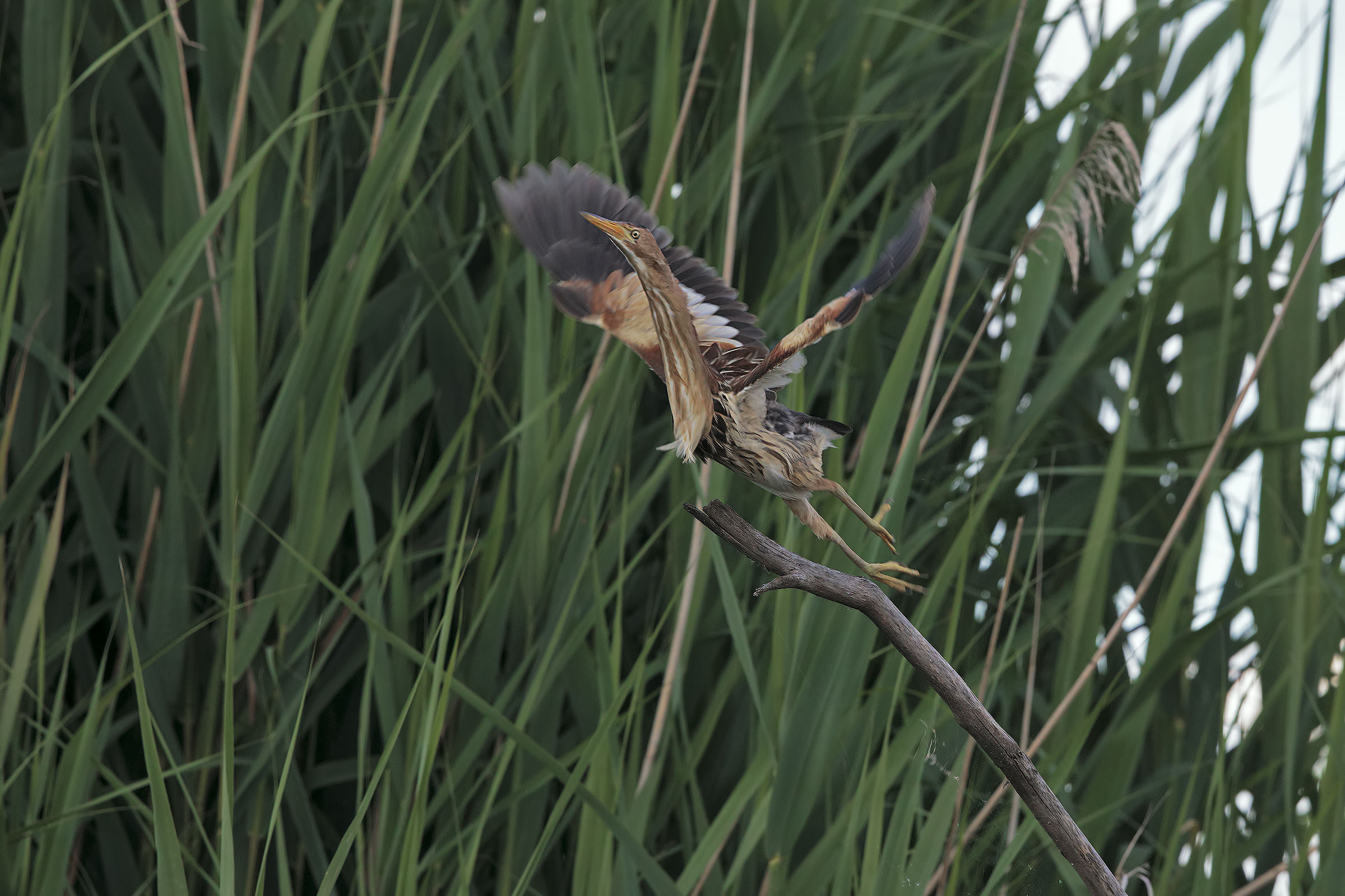 The detachment of the bittern