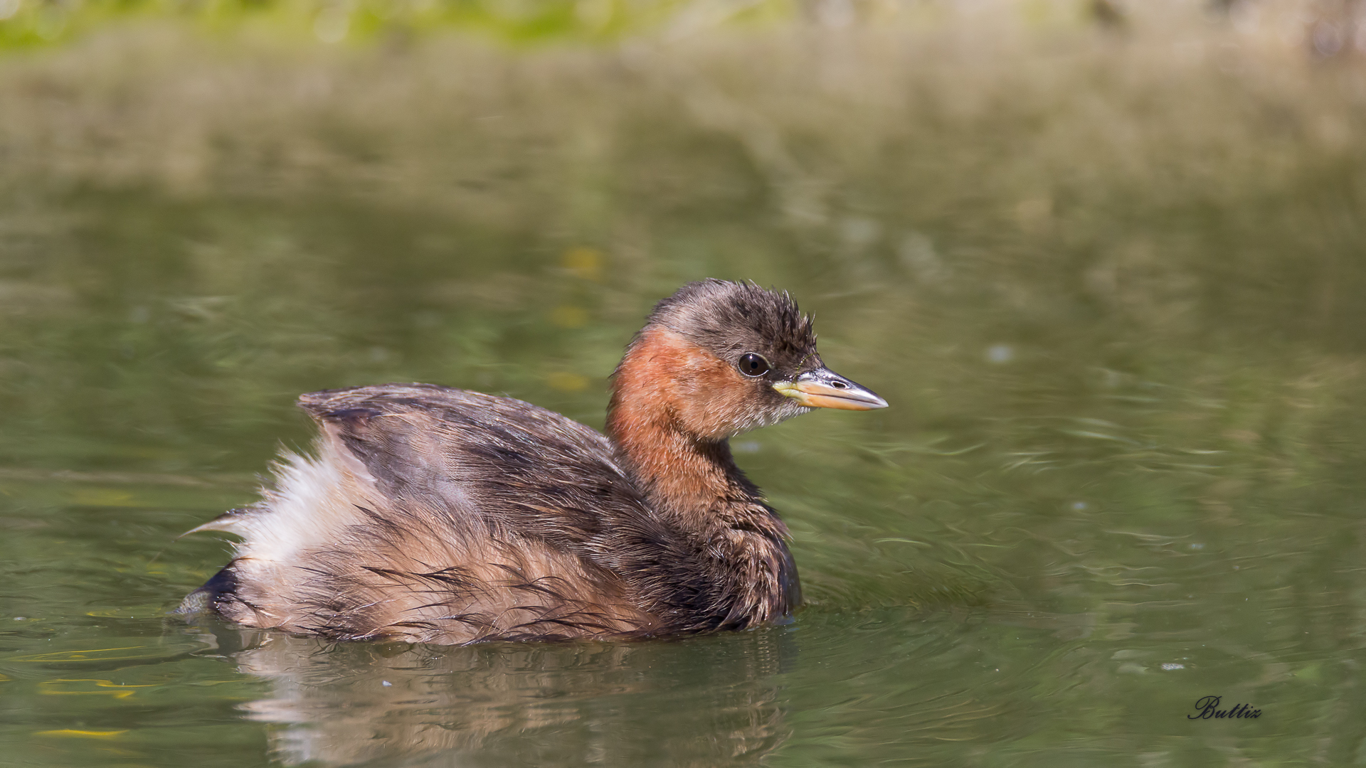 Little Grebe