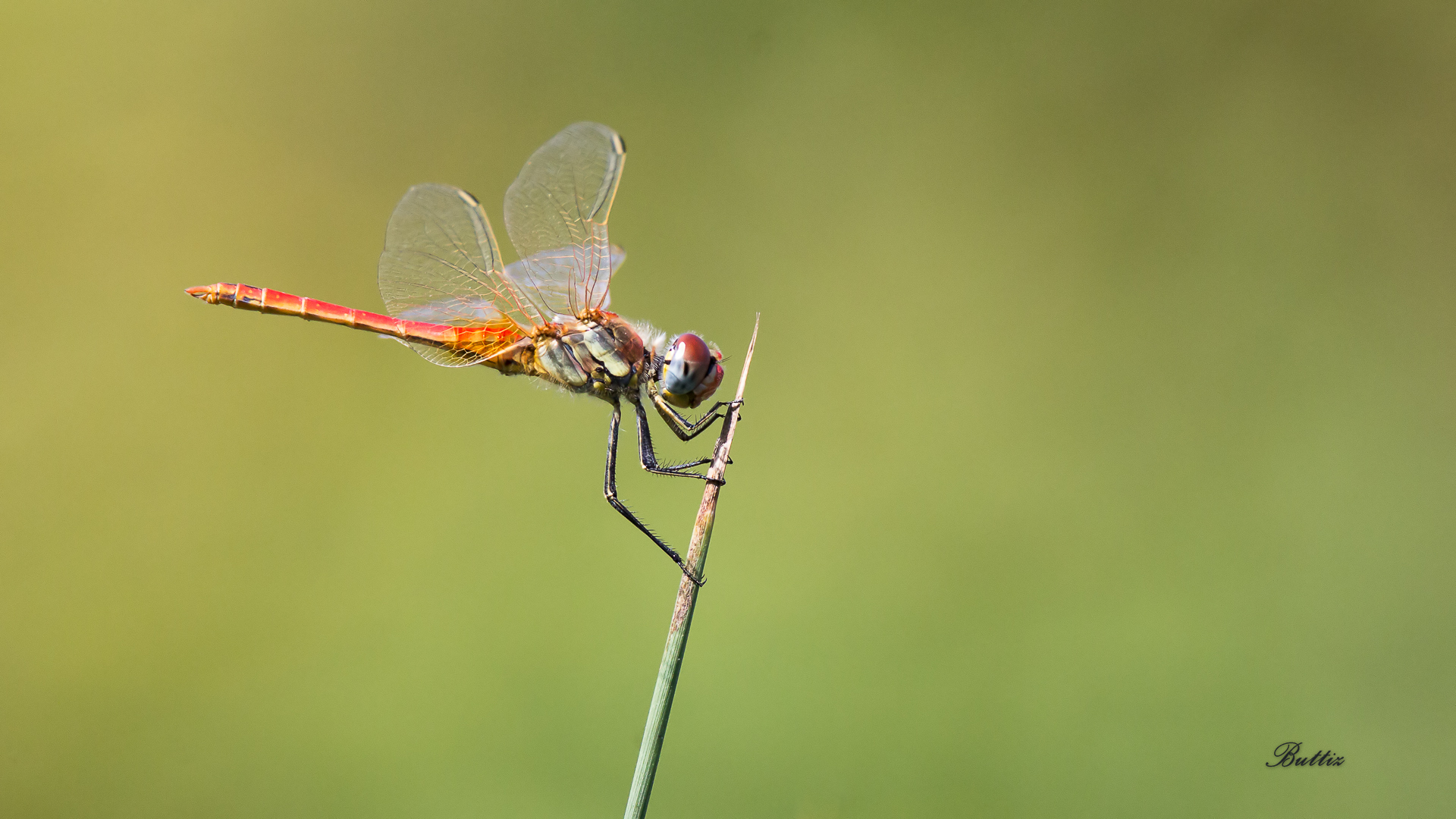 Libellula