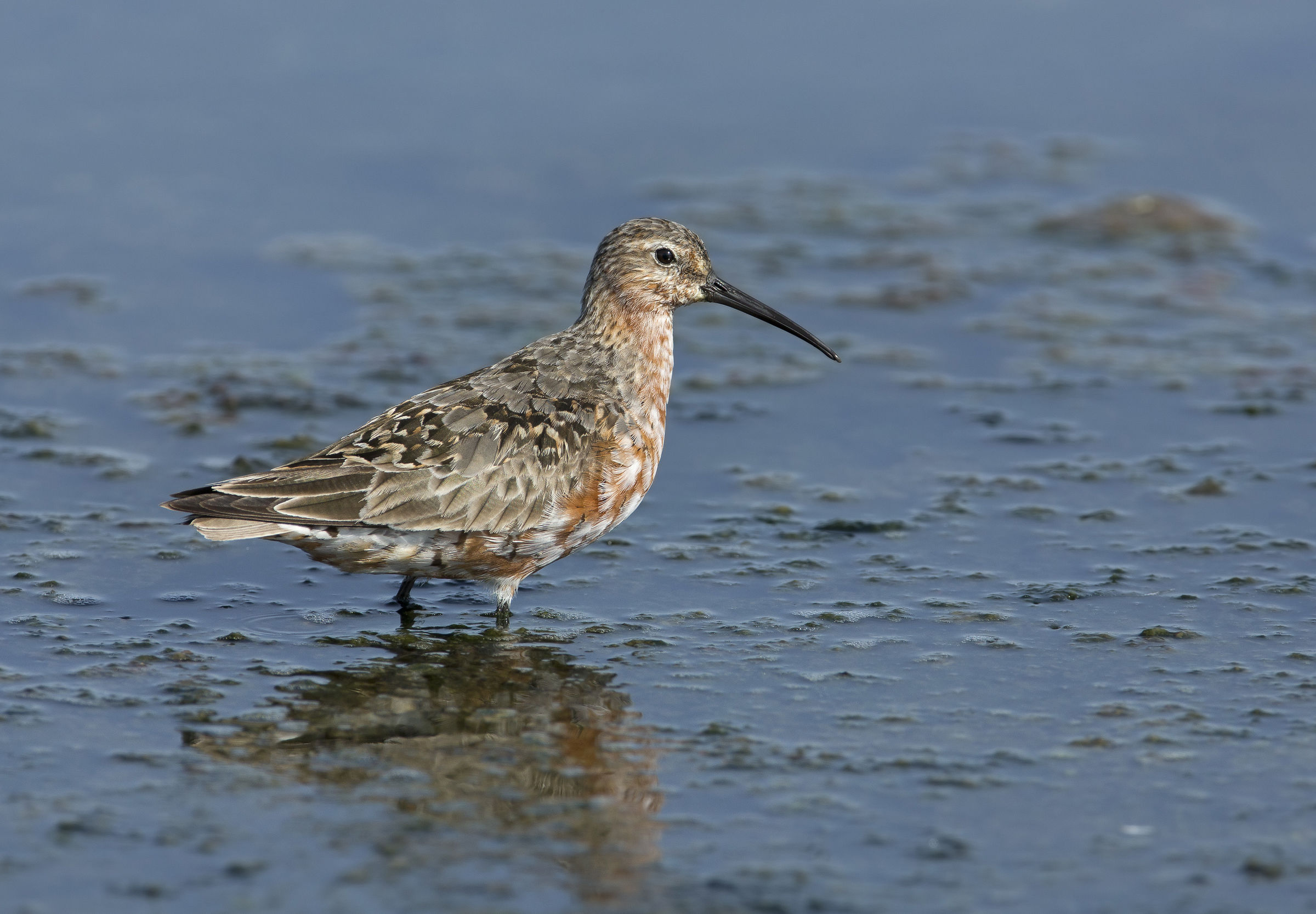 piovanello comune, 2° elaborazione