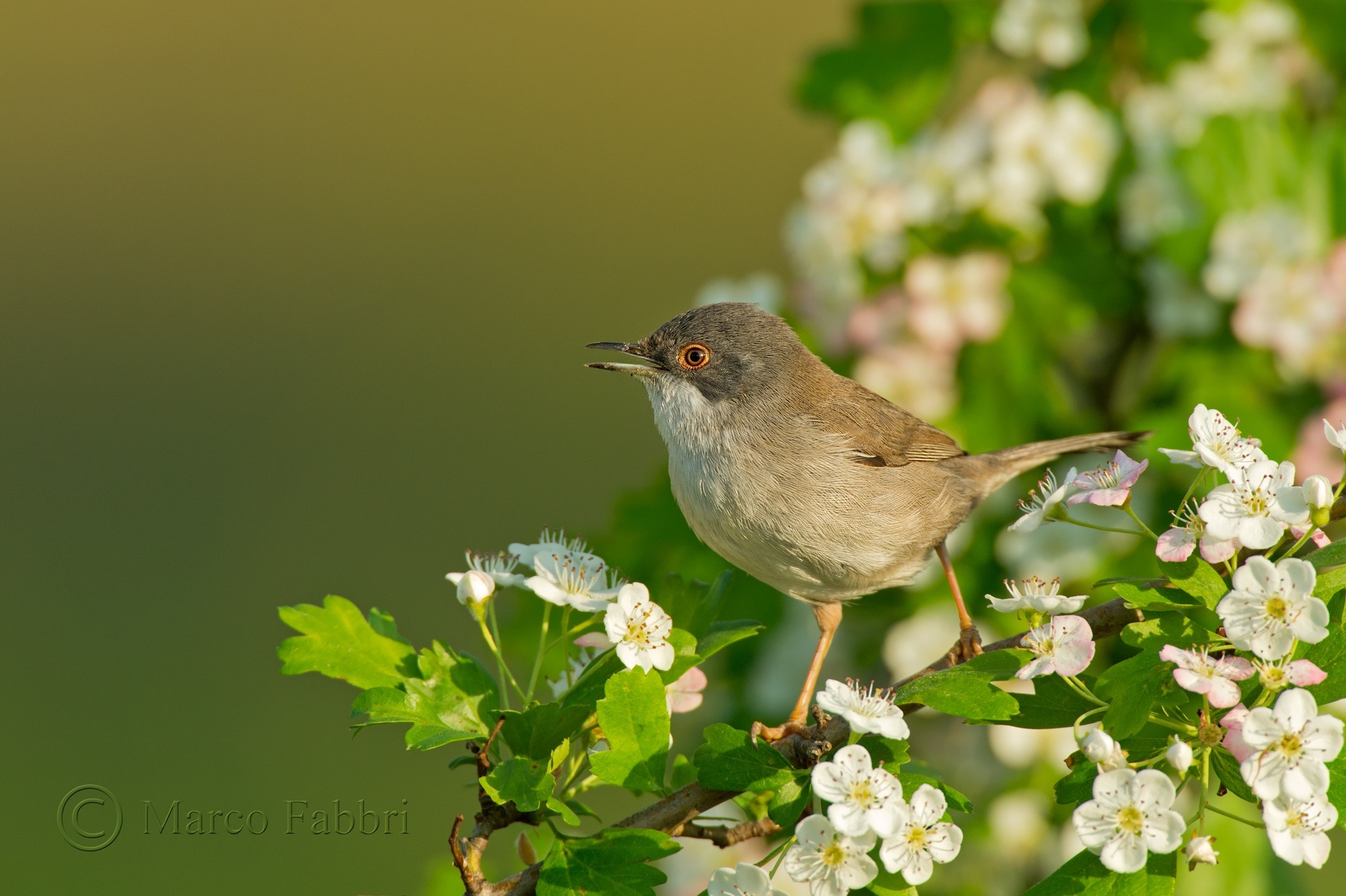 Warbler among the flowers