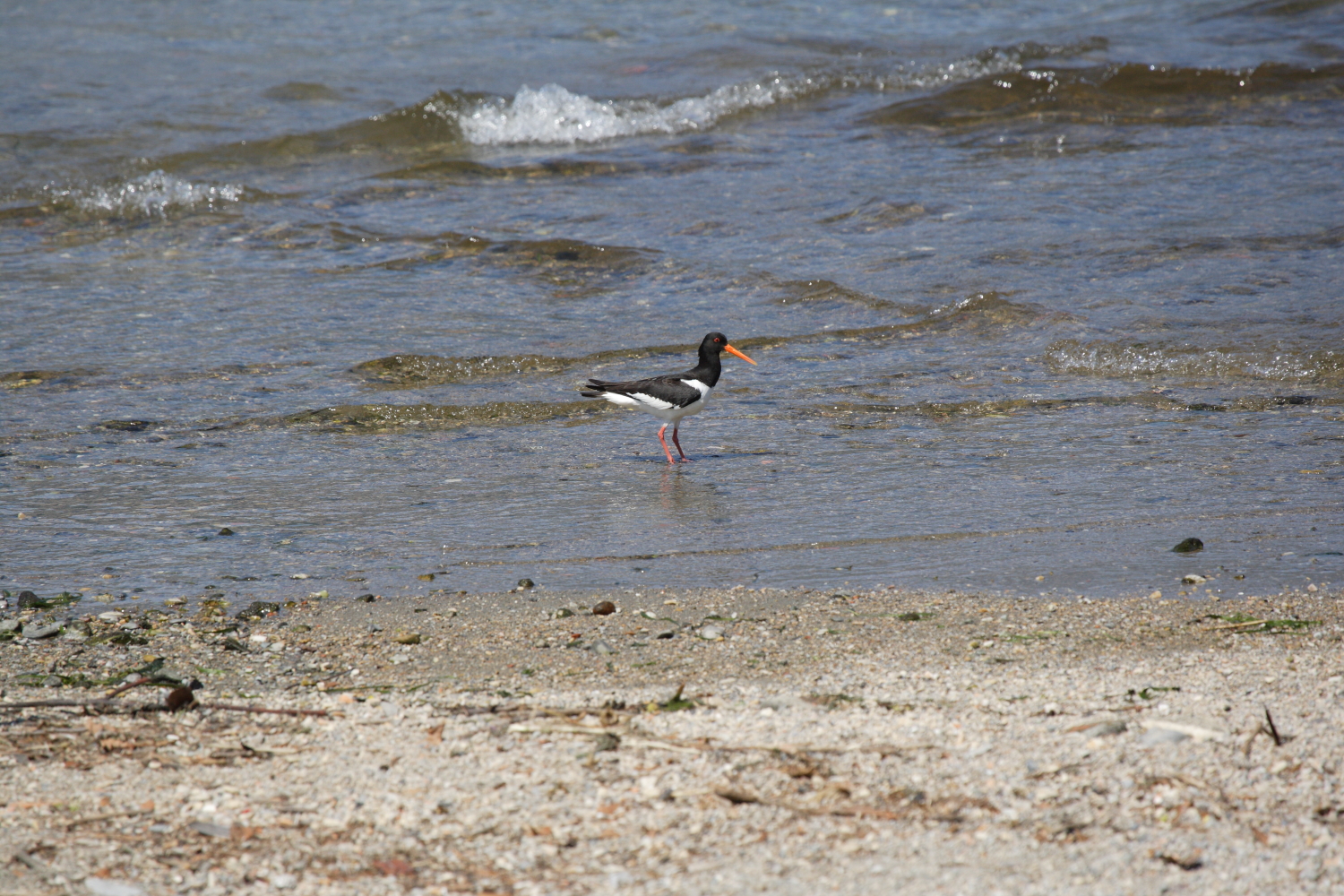 beccaccia di mare ..in trasferta... a Como