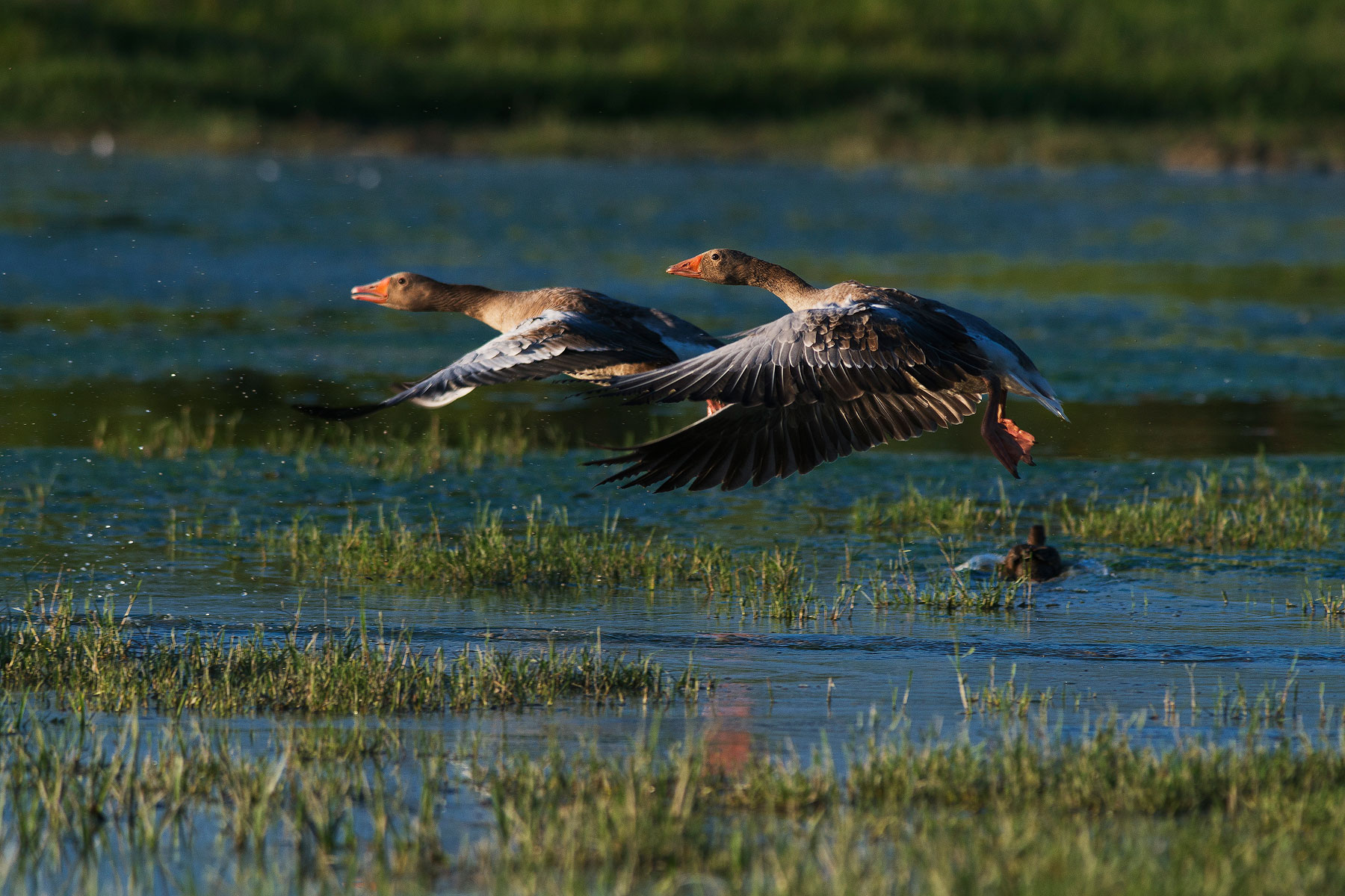 Take off at sunset. Cona Island Nature Reserve.