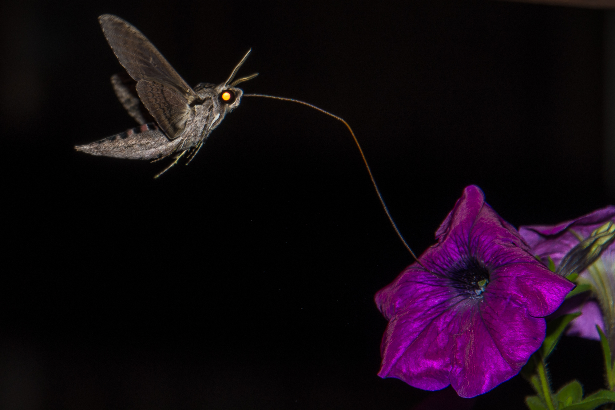 Sfinge del Convolvolo (Agrius Convolvuli)