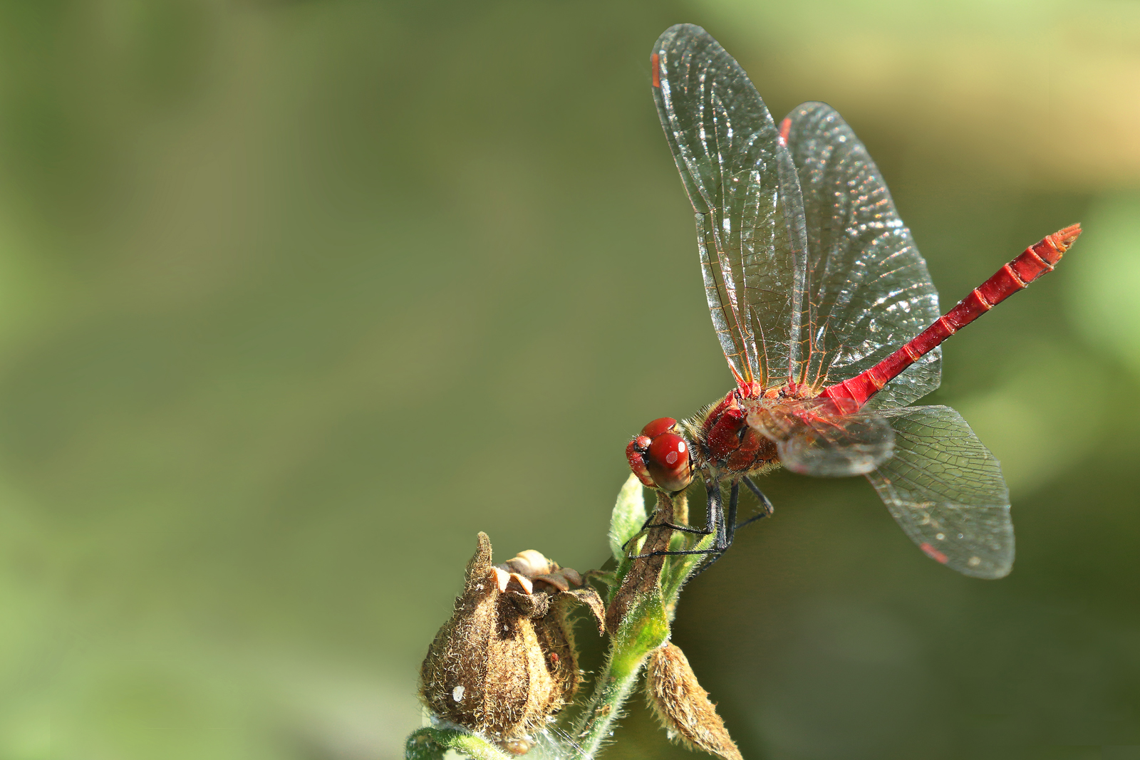 "La signora in rosso"