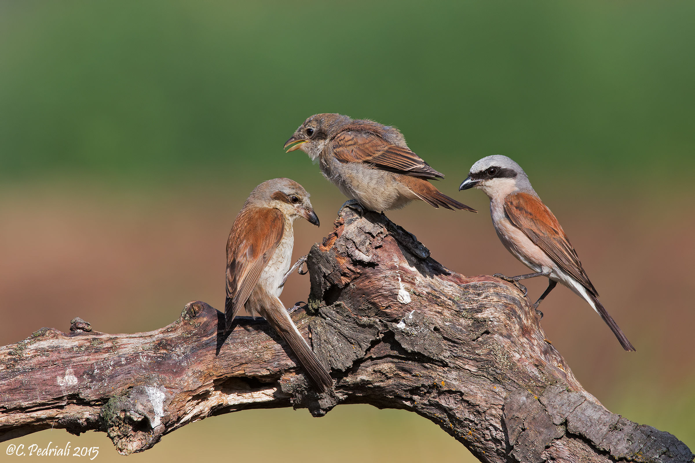 Them ... The happy family ...