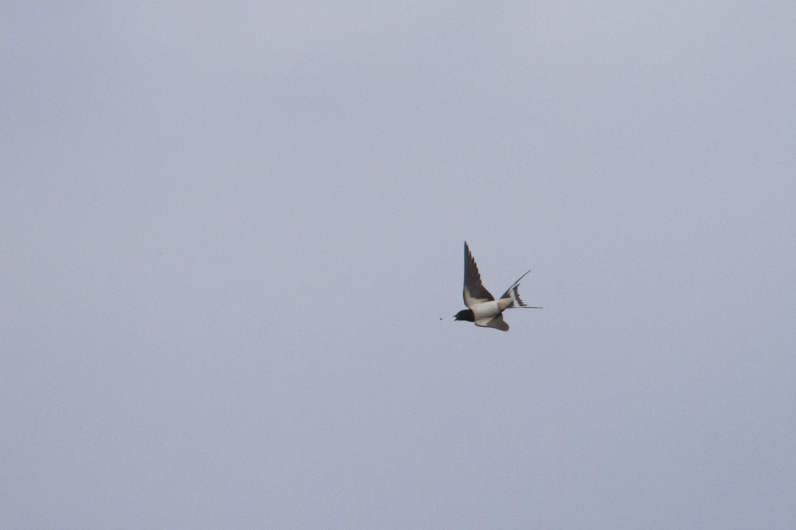 Dove hunting - seq 2/3