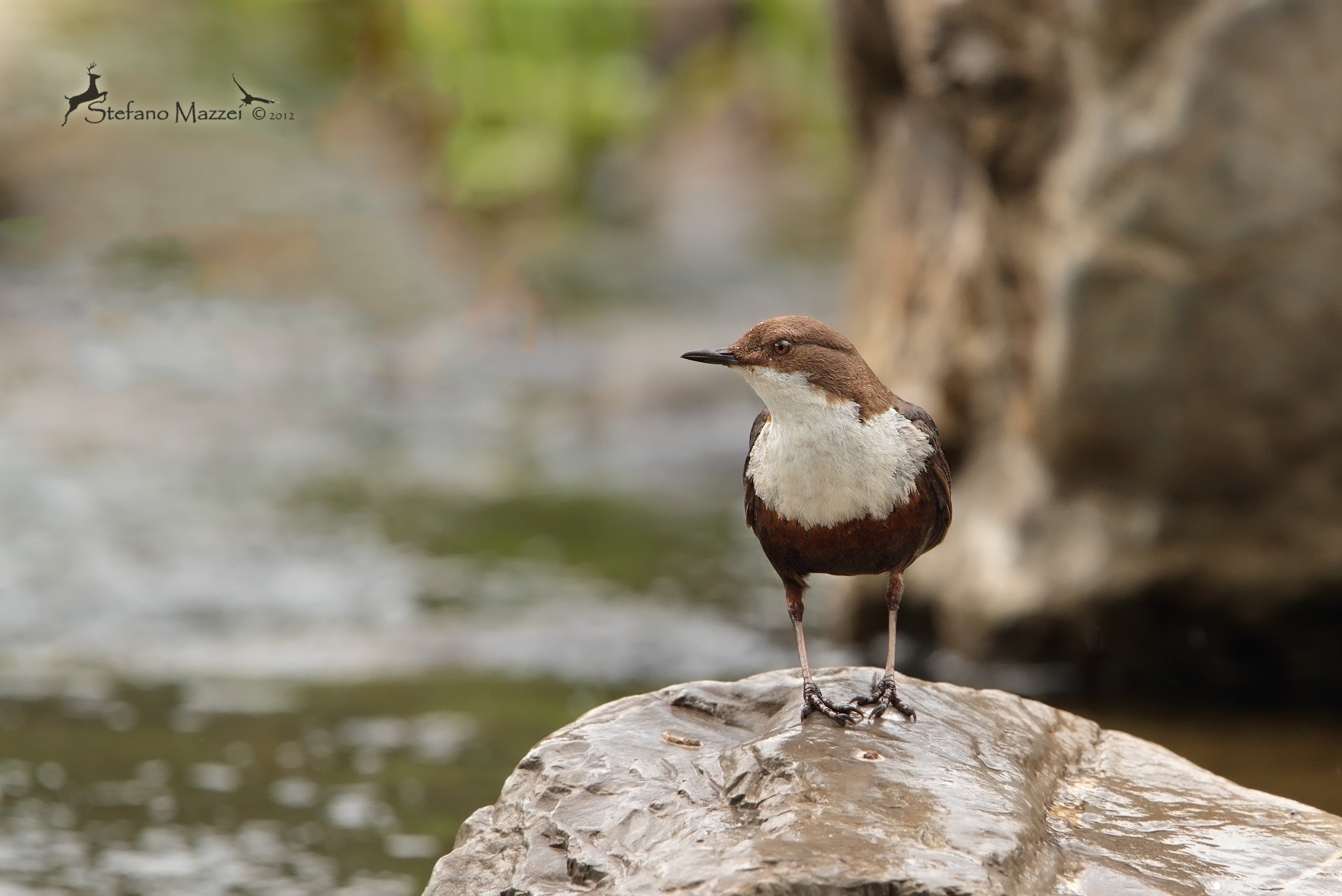 Dipper on a rainy spring morning ...