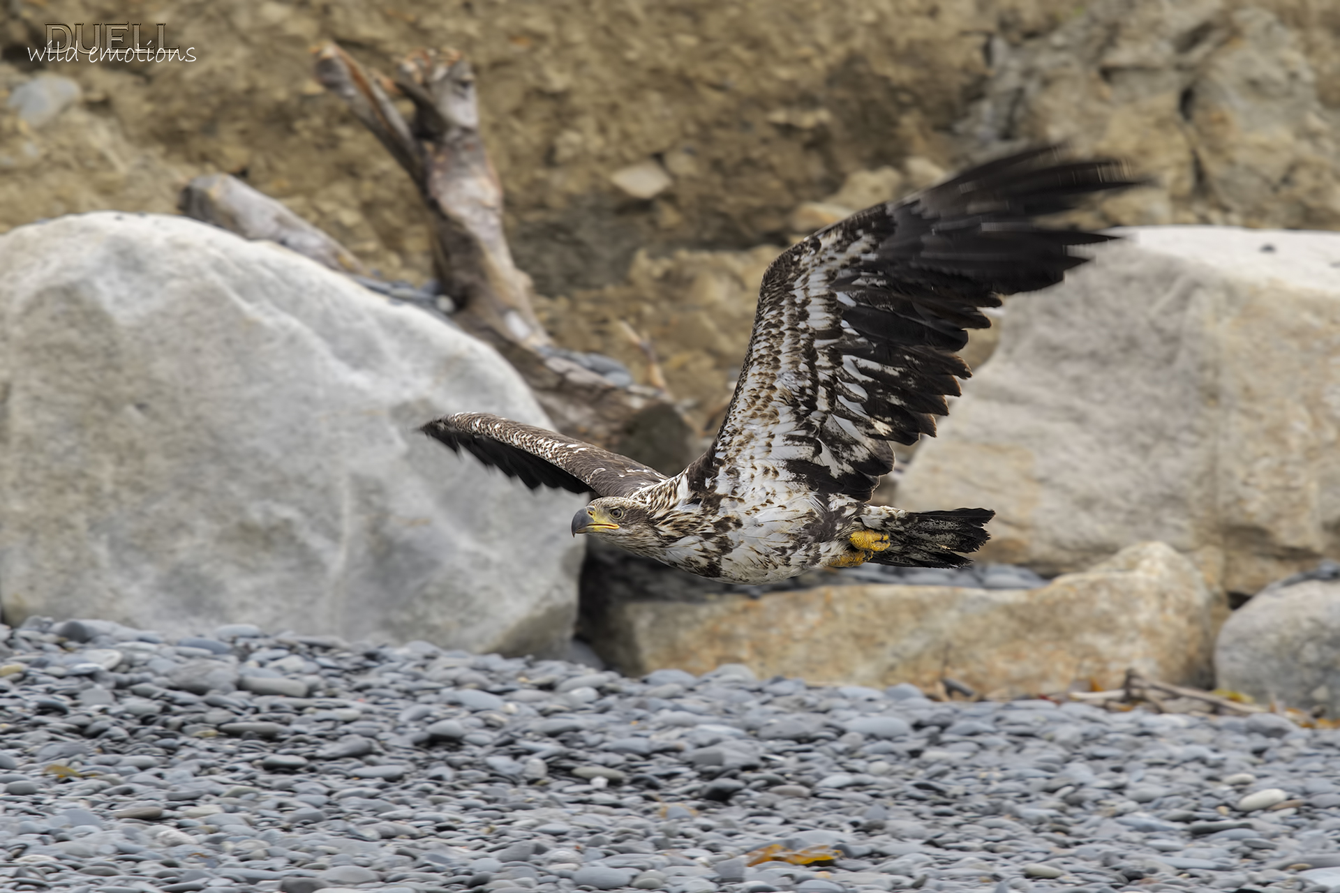 young bald eagle flying low