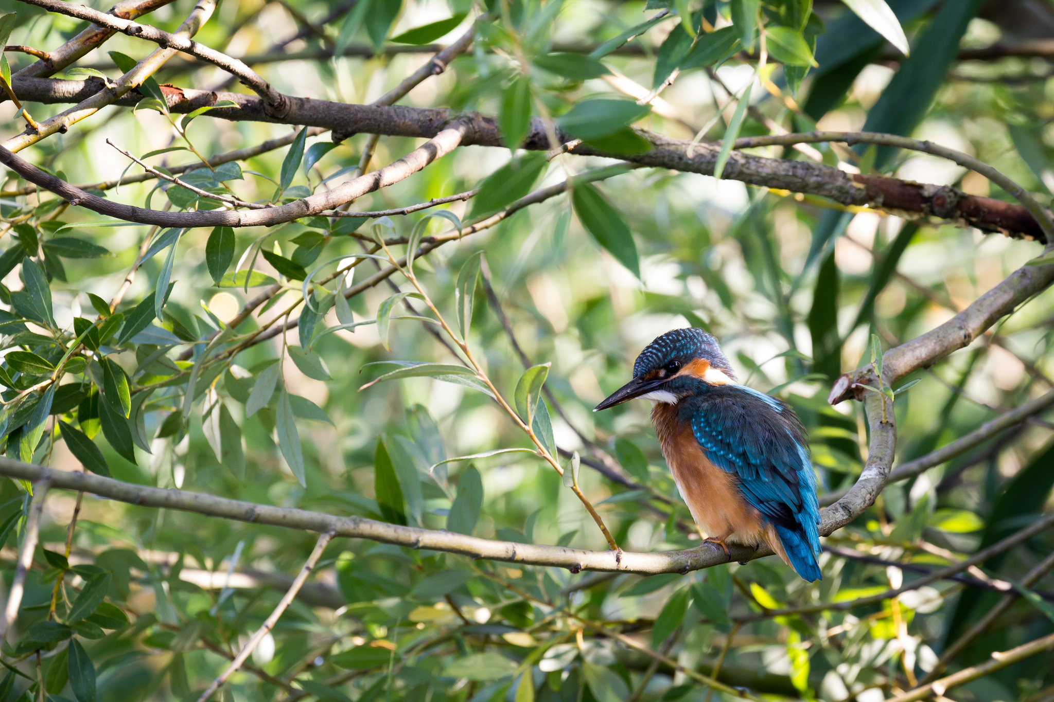 Kingfisher Park dela Piana