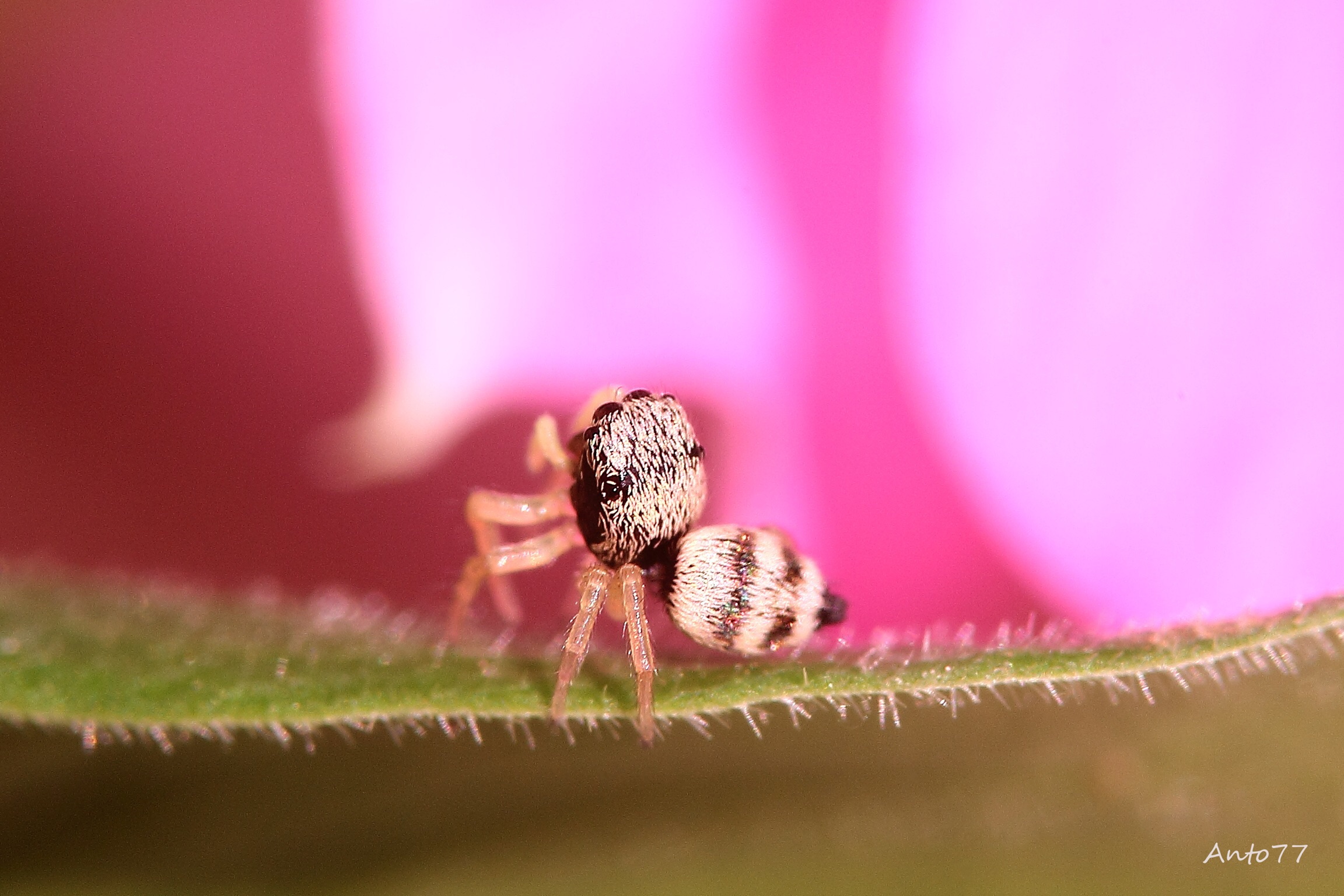 Stretches - First macro sigma105