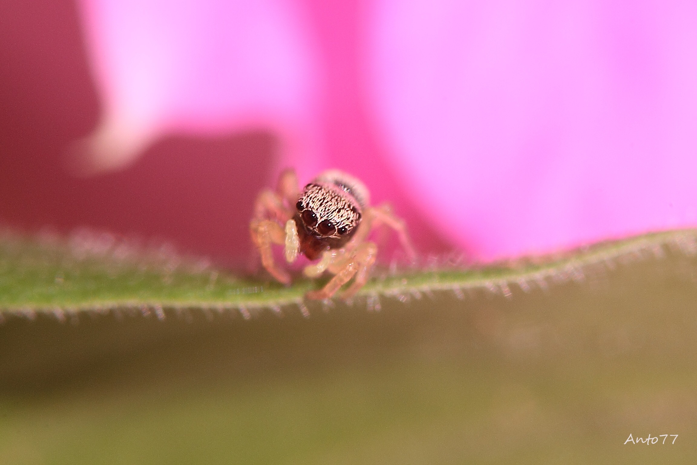 Posing - First macro sigma105