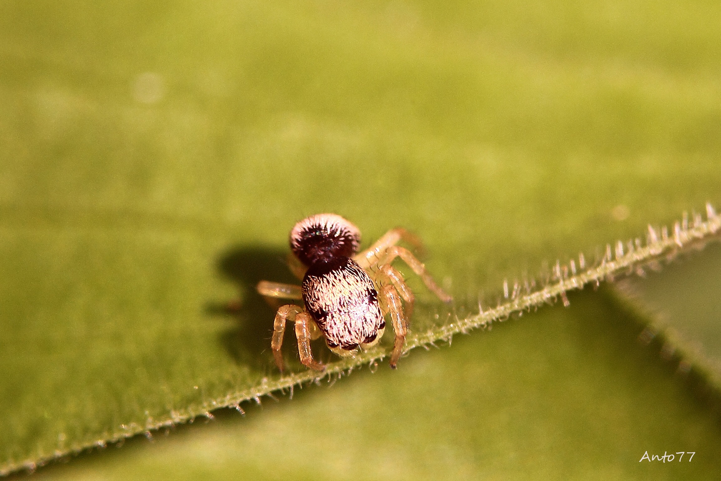 Crag - First macro with sigma105