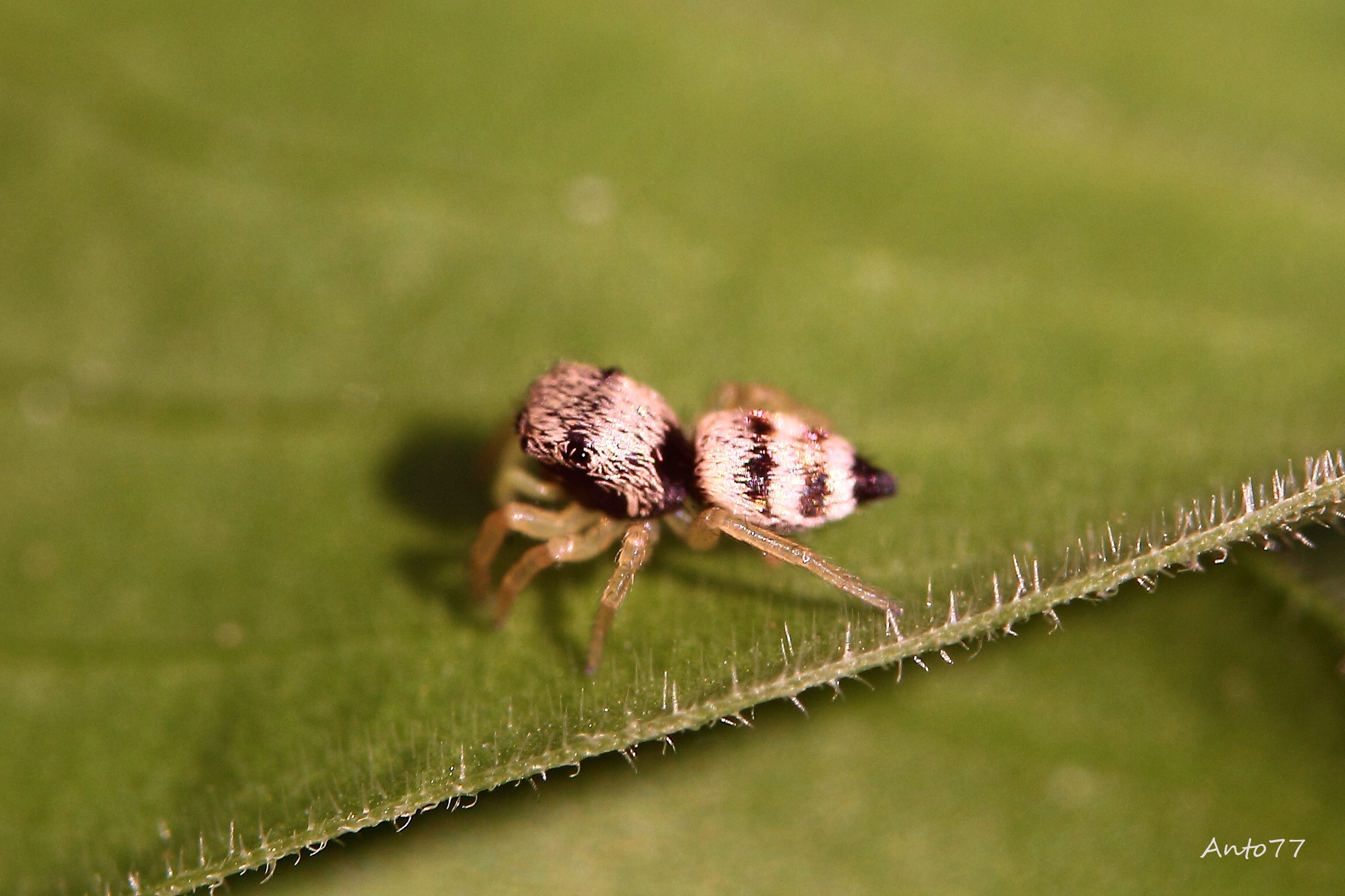 Cool - First macro sigma105