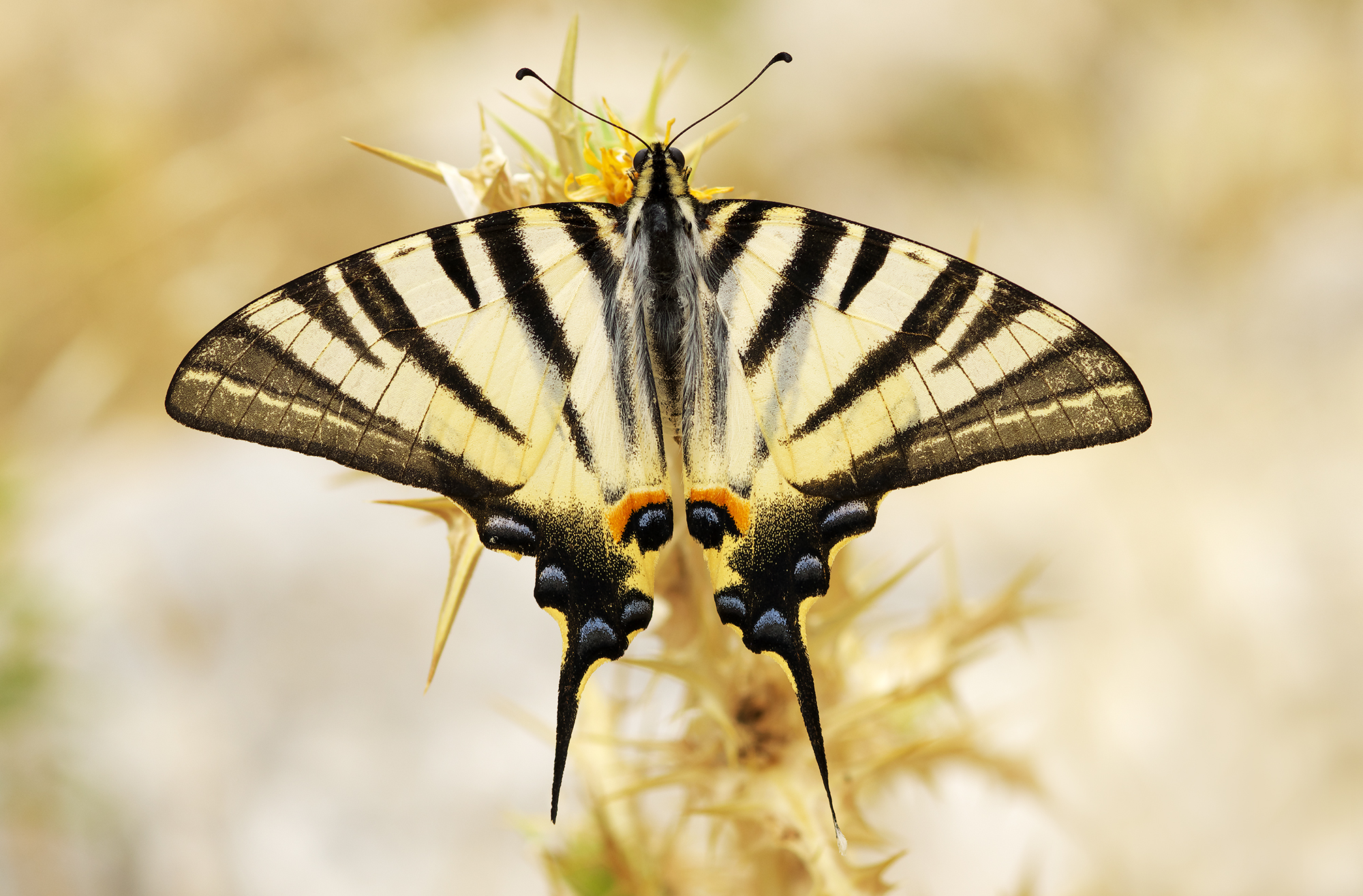 Iphiclides podalirius