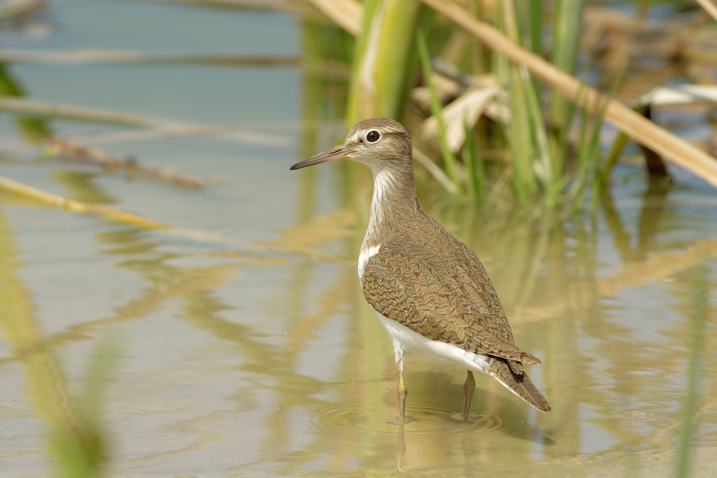 Piro piro piccolo (Actitis hypoleucos)