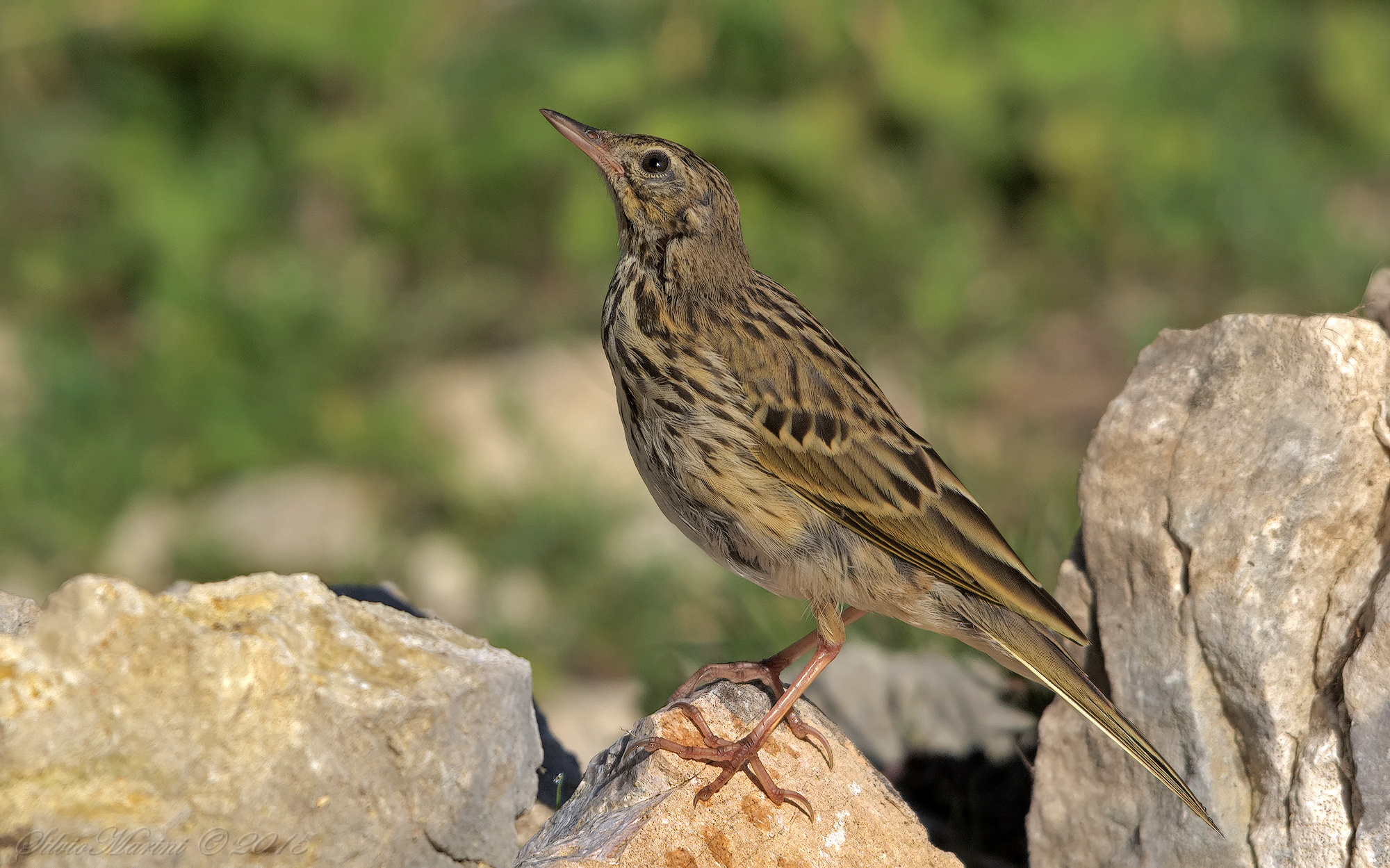 Prispolone ( Anthus trivialis) juve