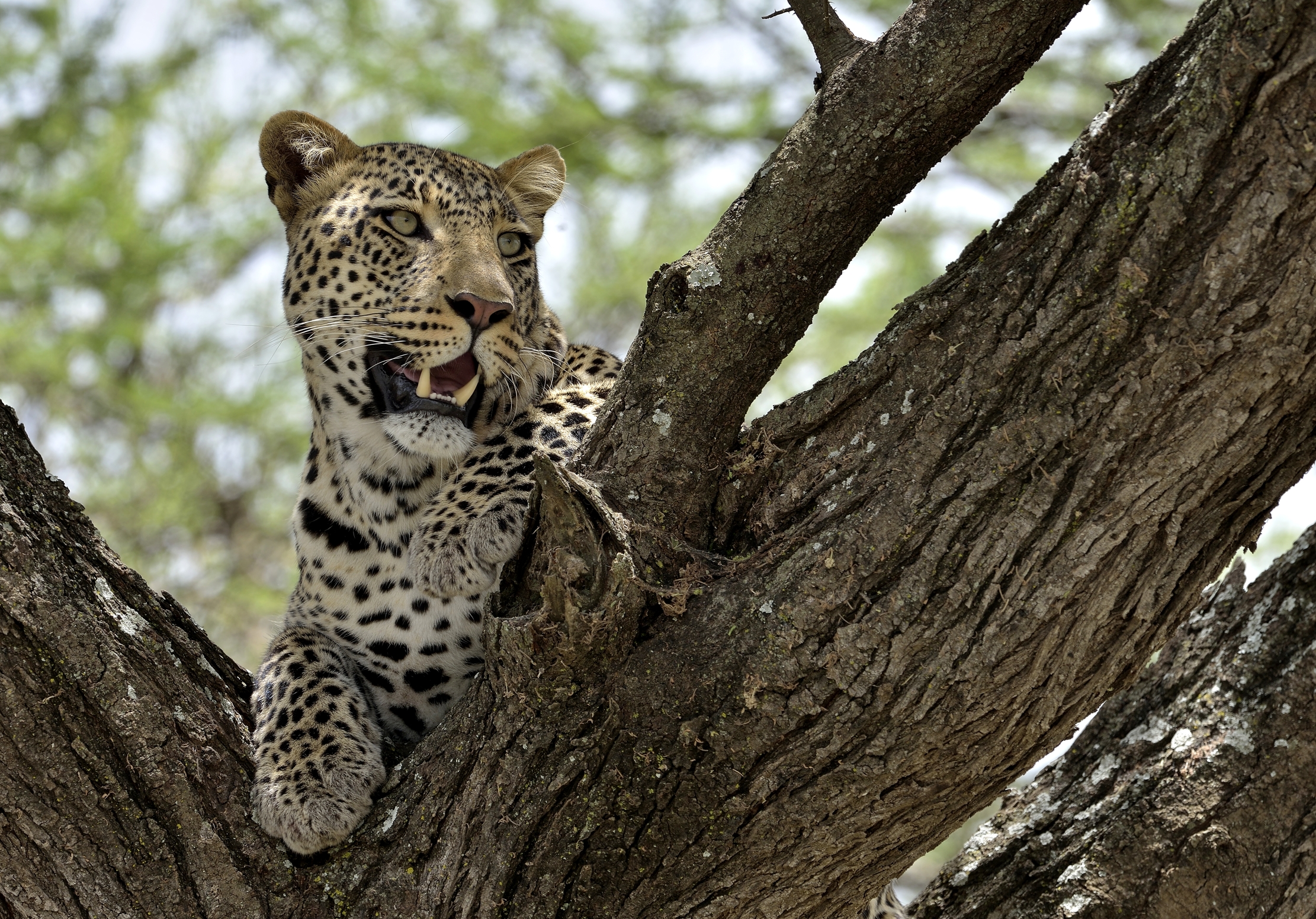 Tanzania 2015 - Leopardo