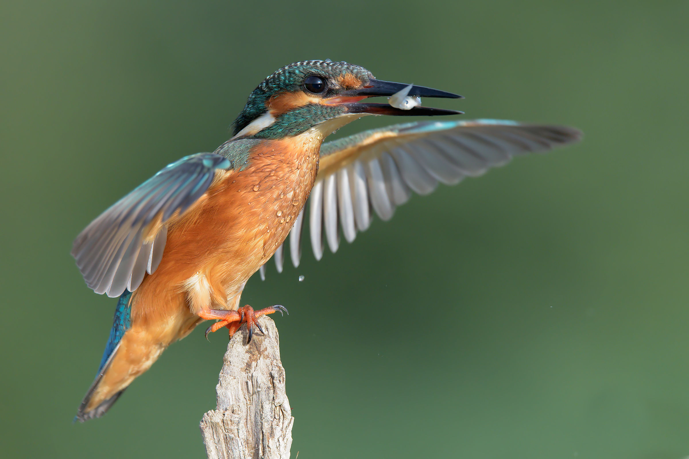 Martina in atterraggio