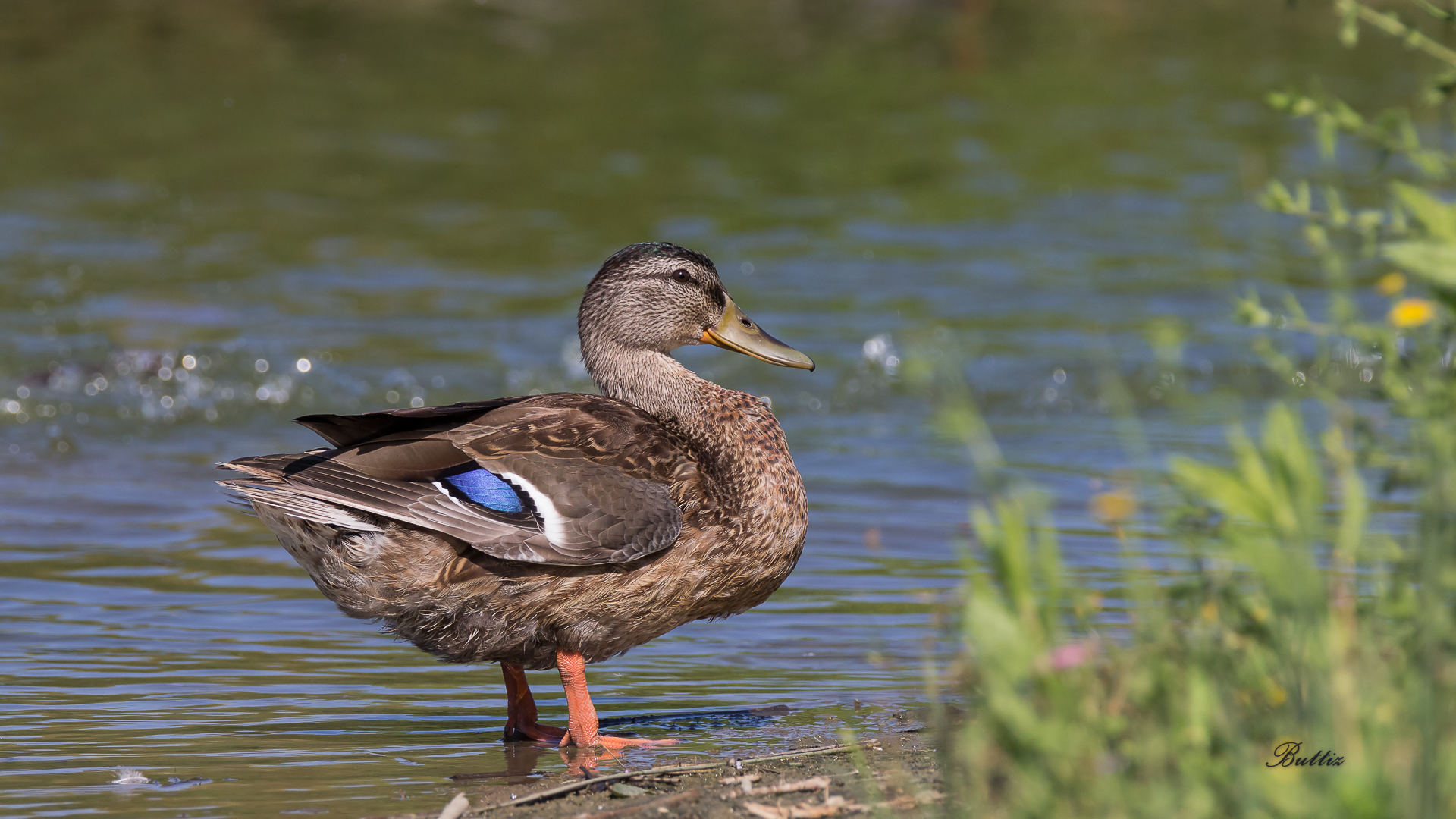 Germano Reale - Femmina