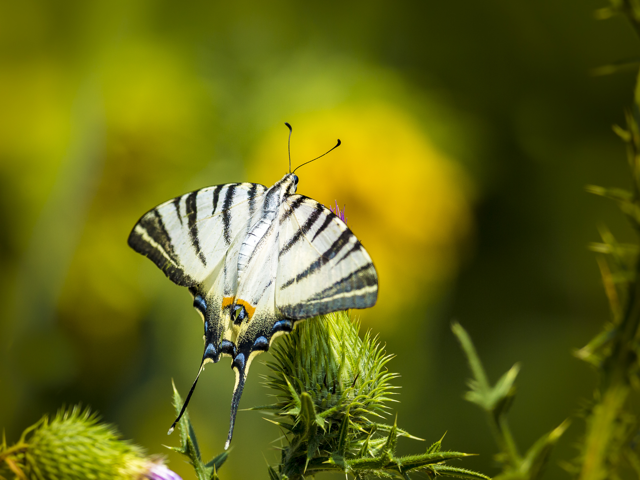 Scarce Swallowtail