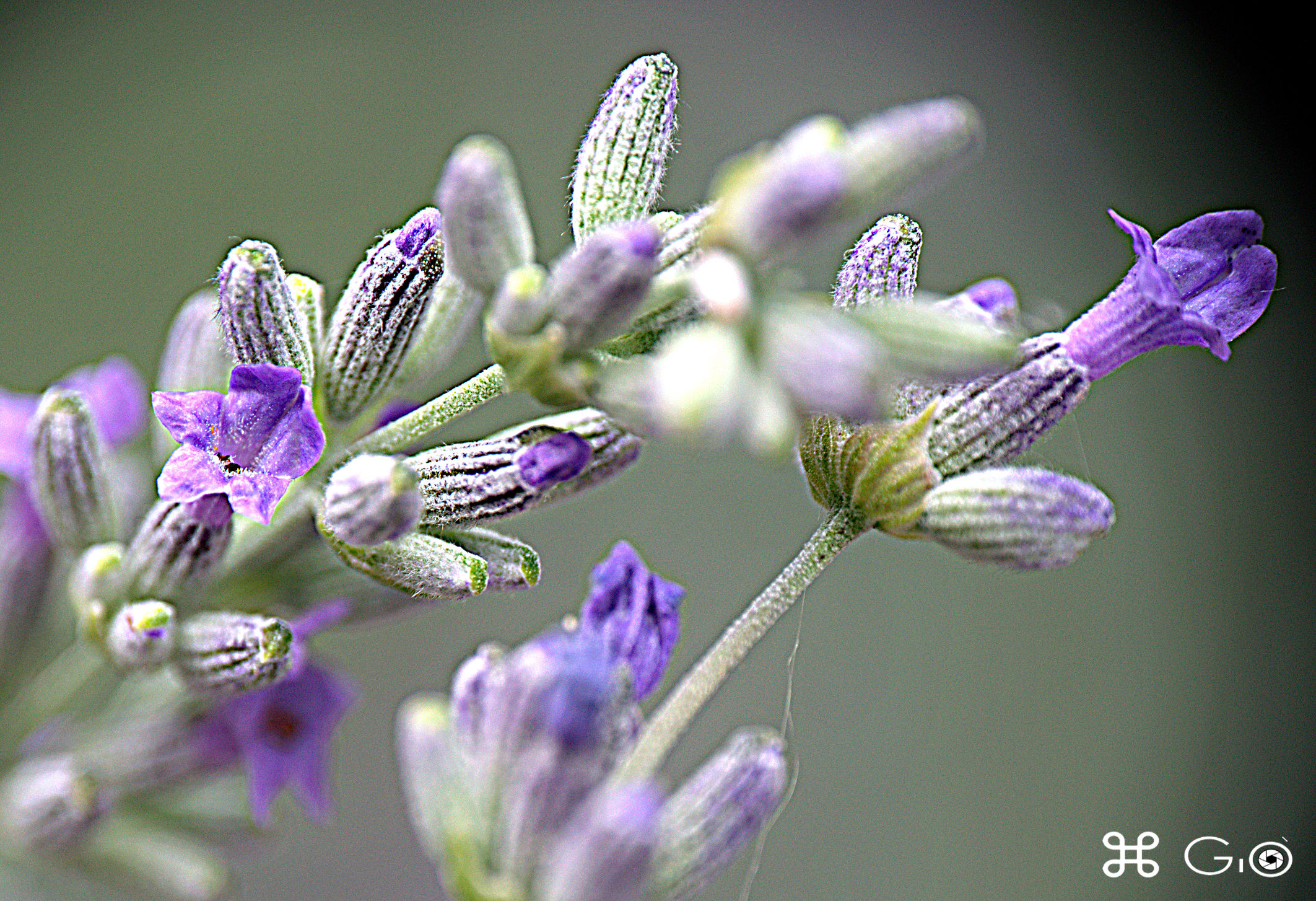 fiore di lavanda