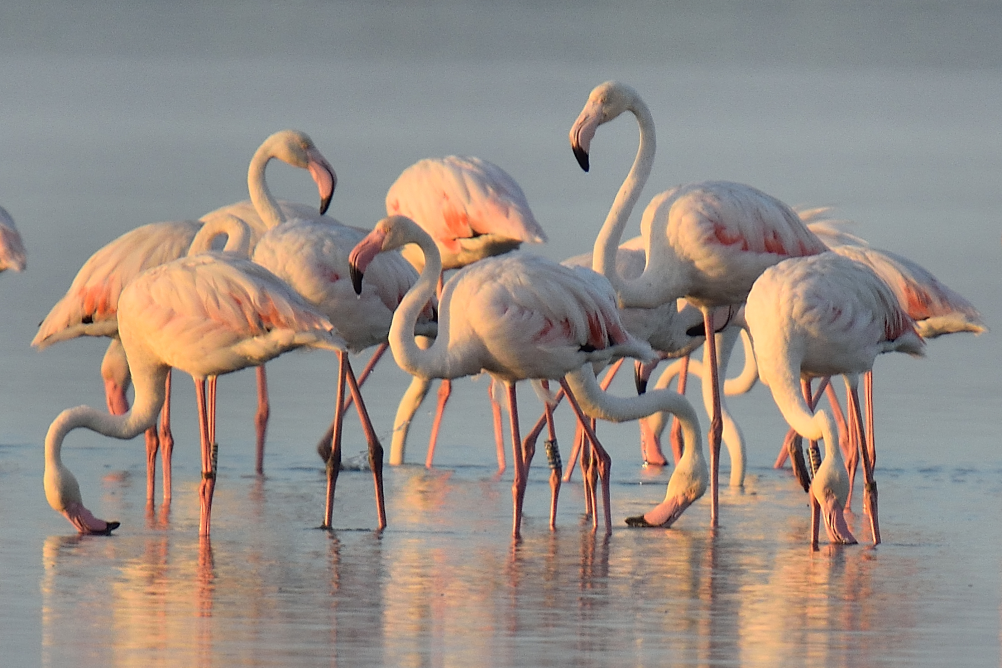 Flamingos at dawn