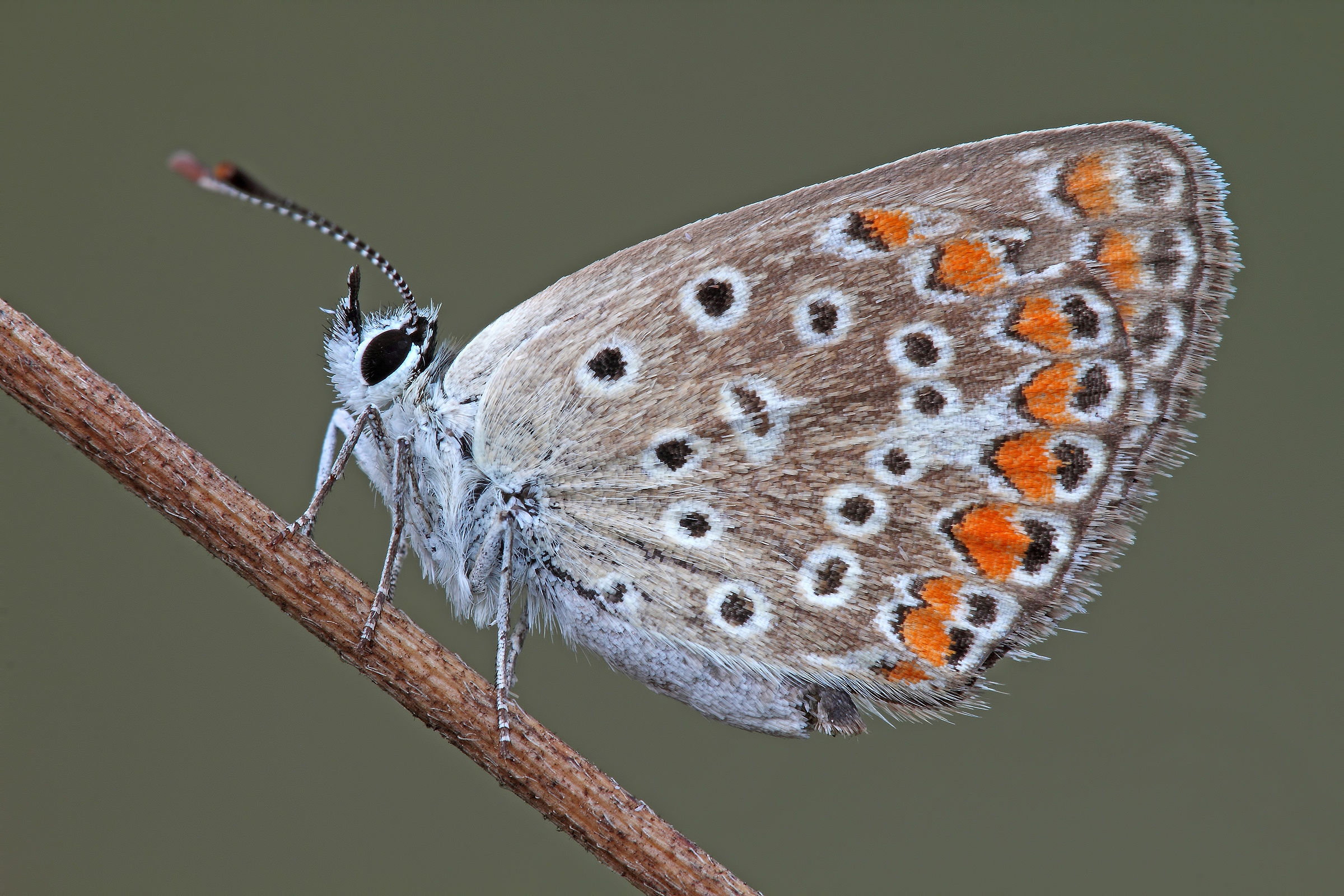 Il Soggetto In Primo Piano !