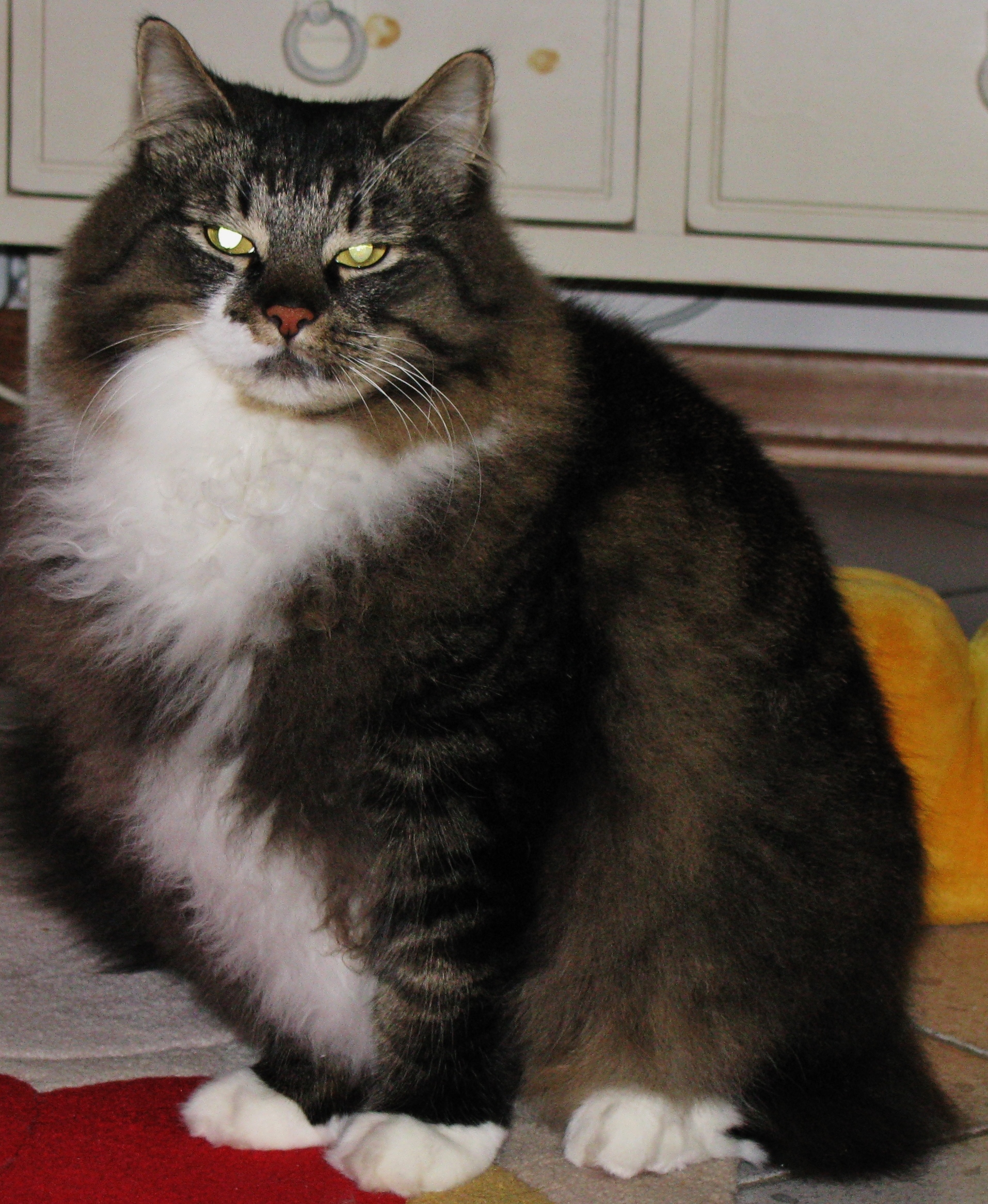 Pugachev from Siberia with fury