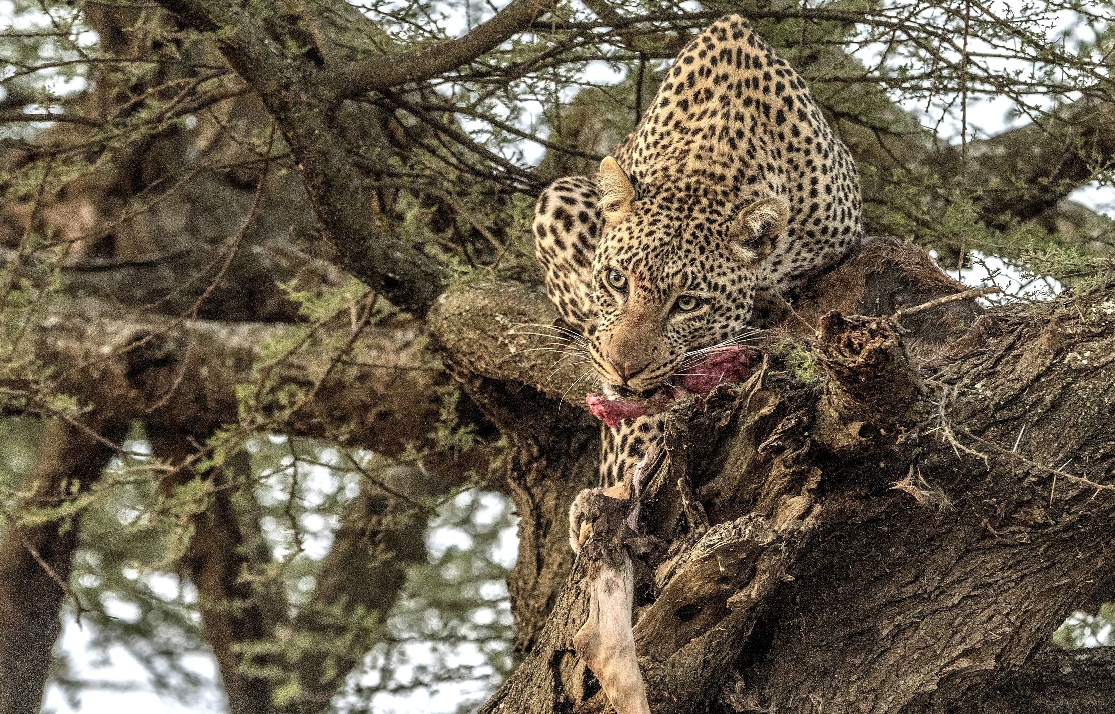 Tanzania 2015 - Tra i rami