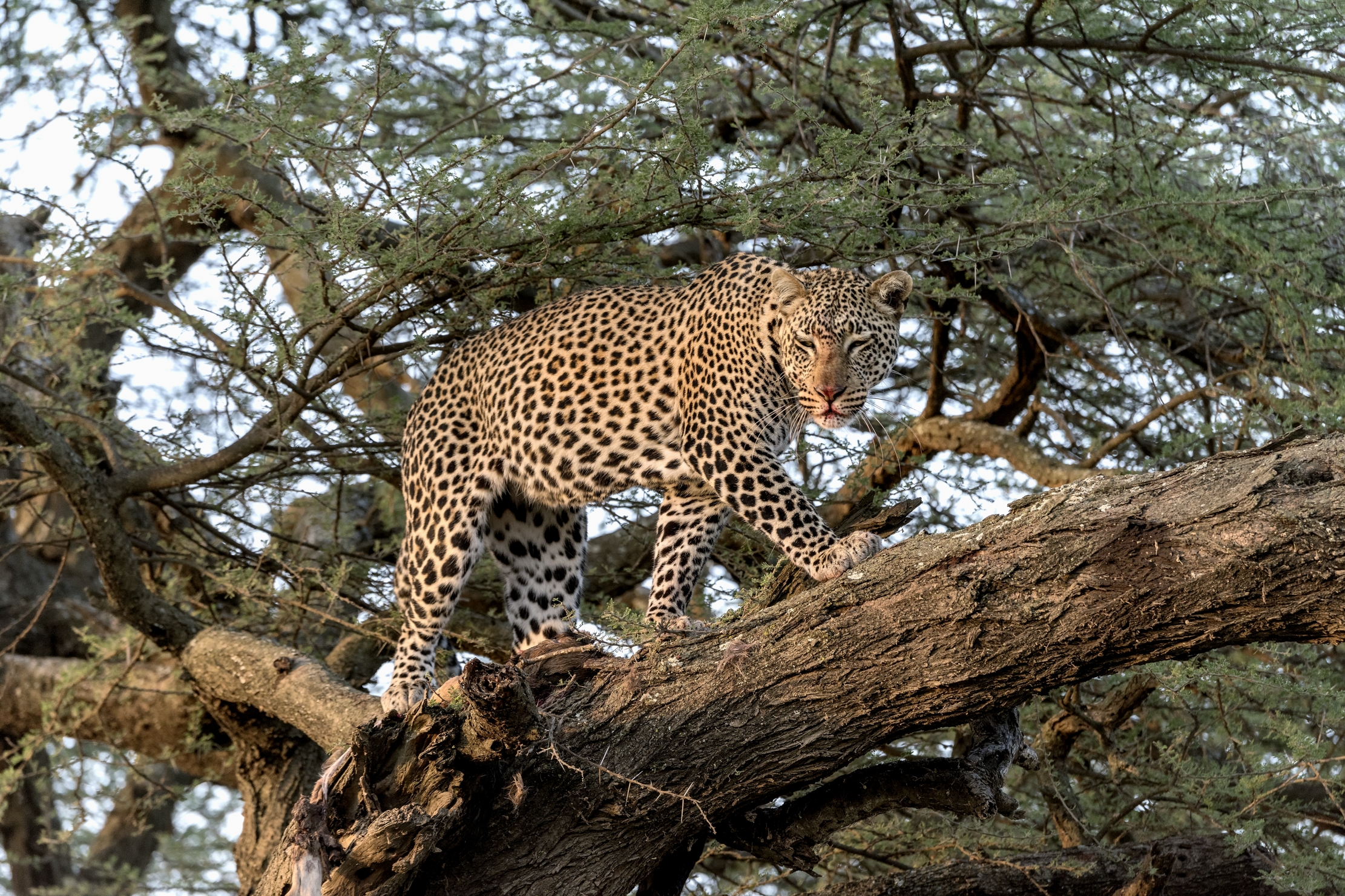 Tanzania 2015 - Tra i rami