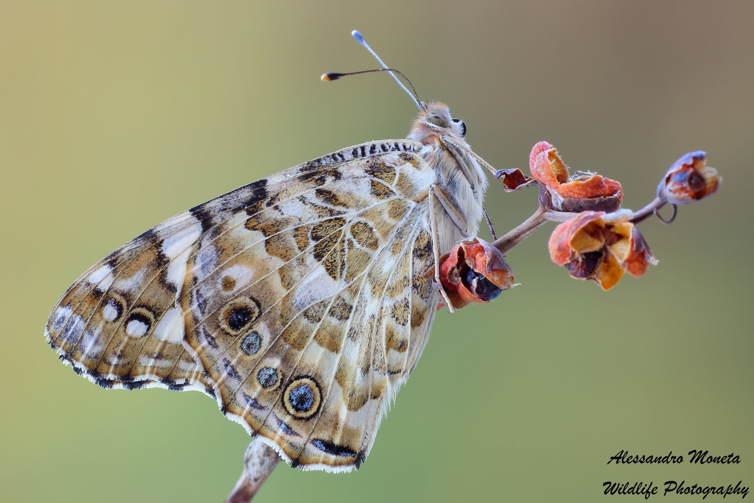 Painted Lady Butterfly