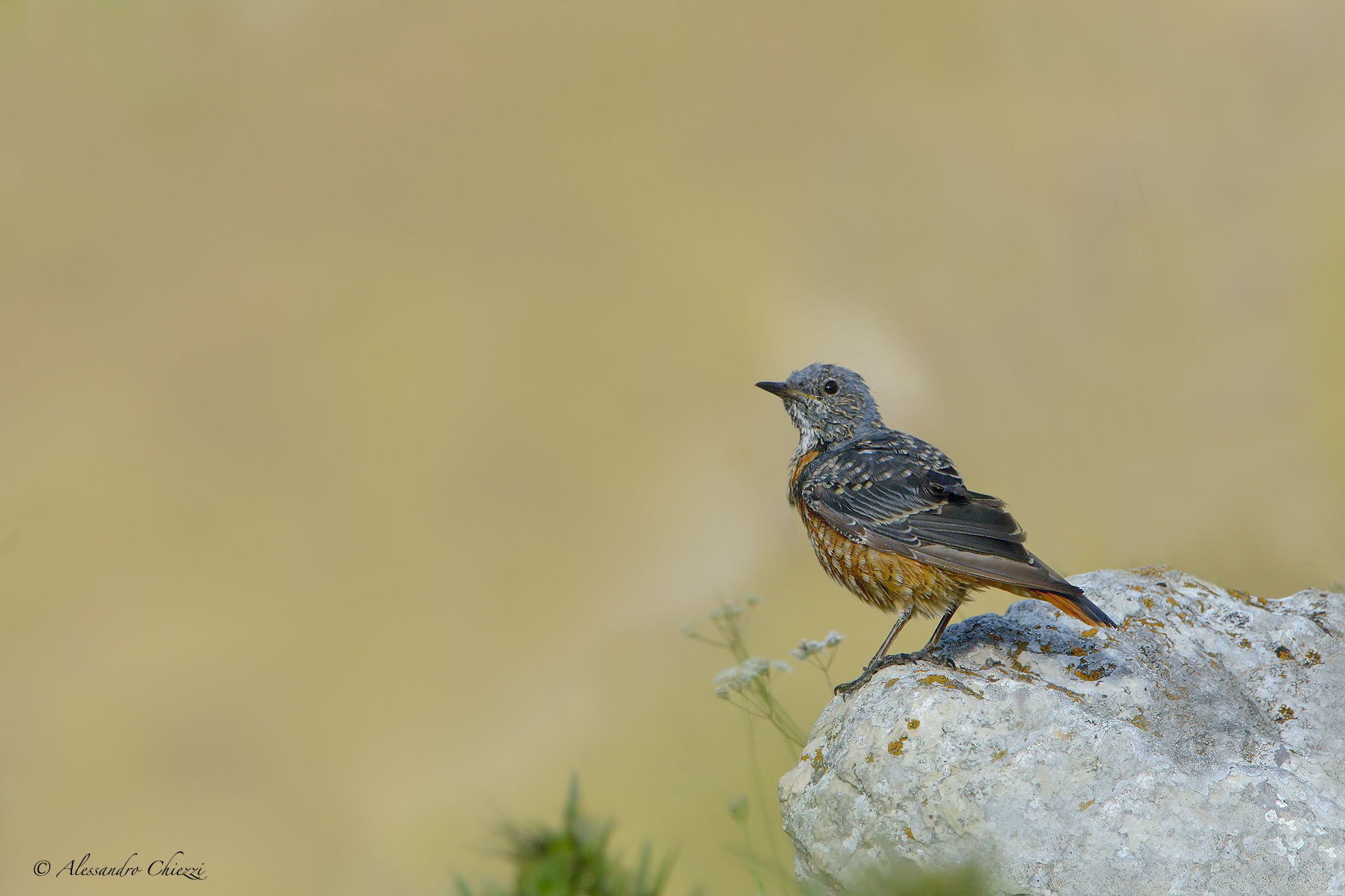 Male redstart