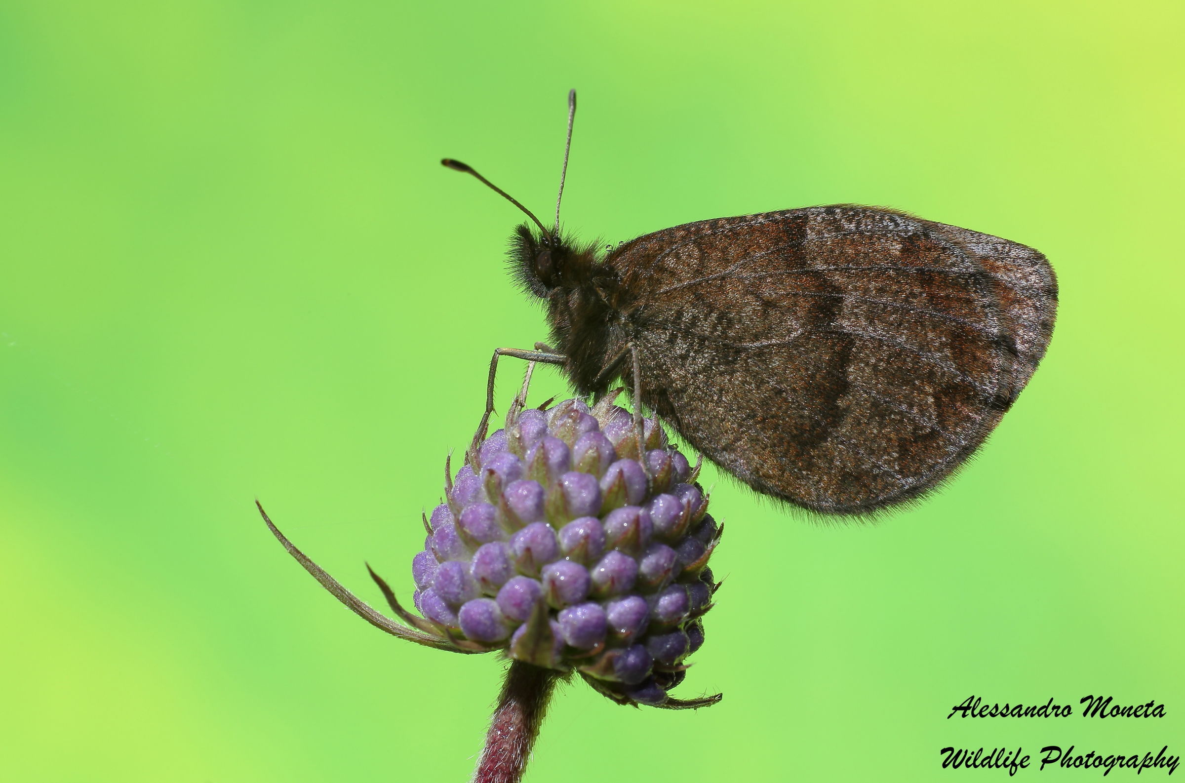 Erebia Aethiops