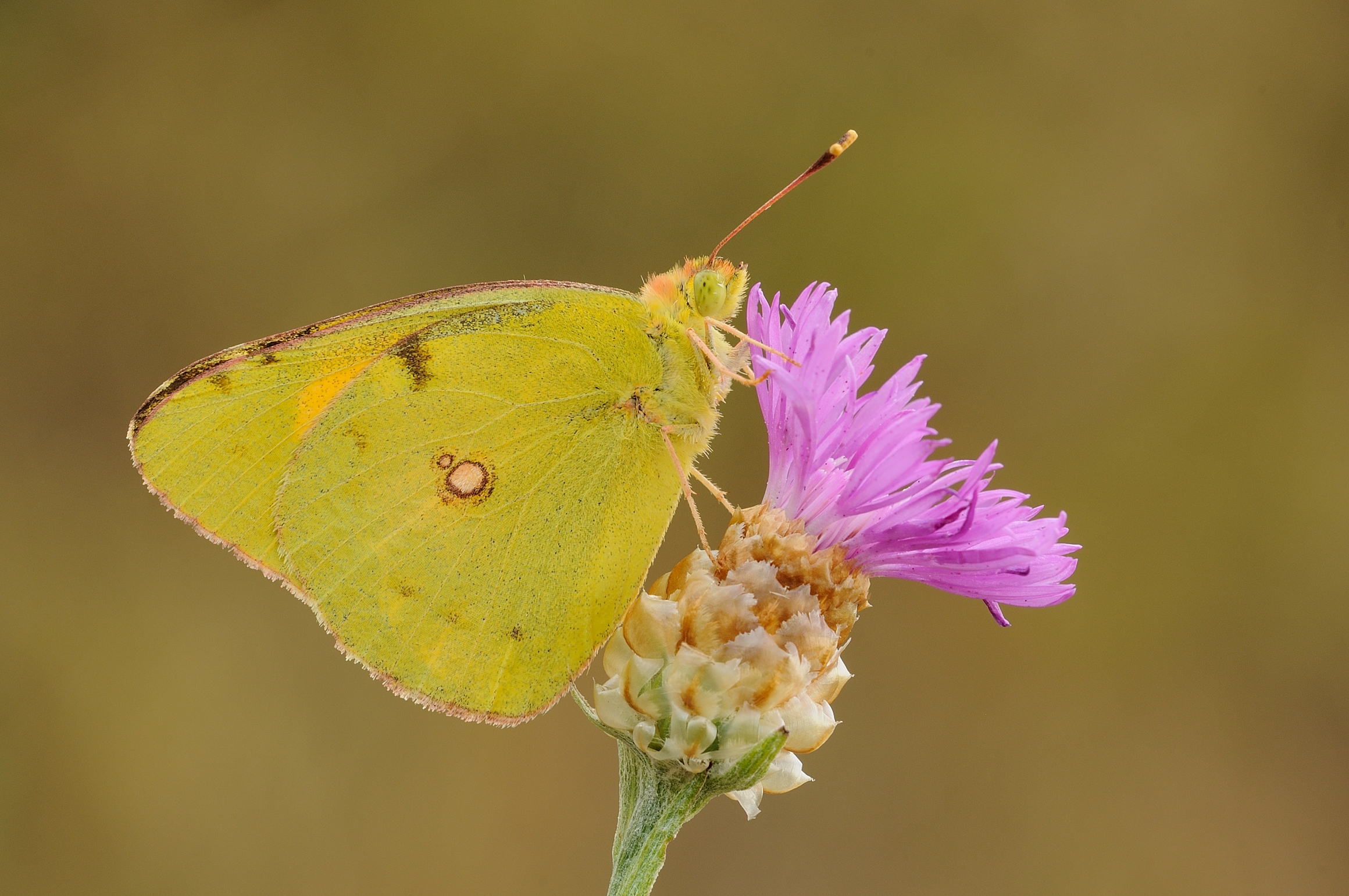 Colias crocea