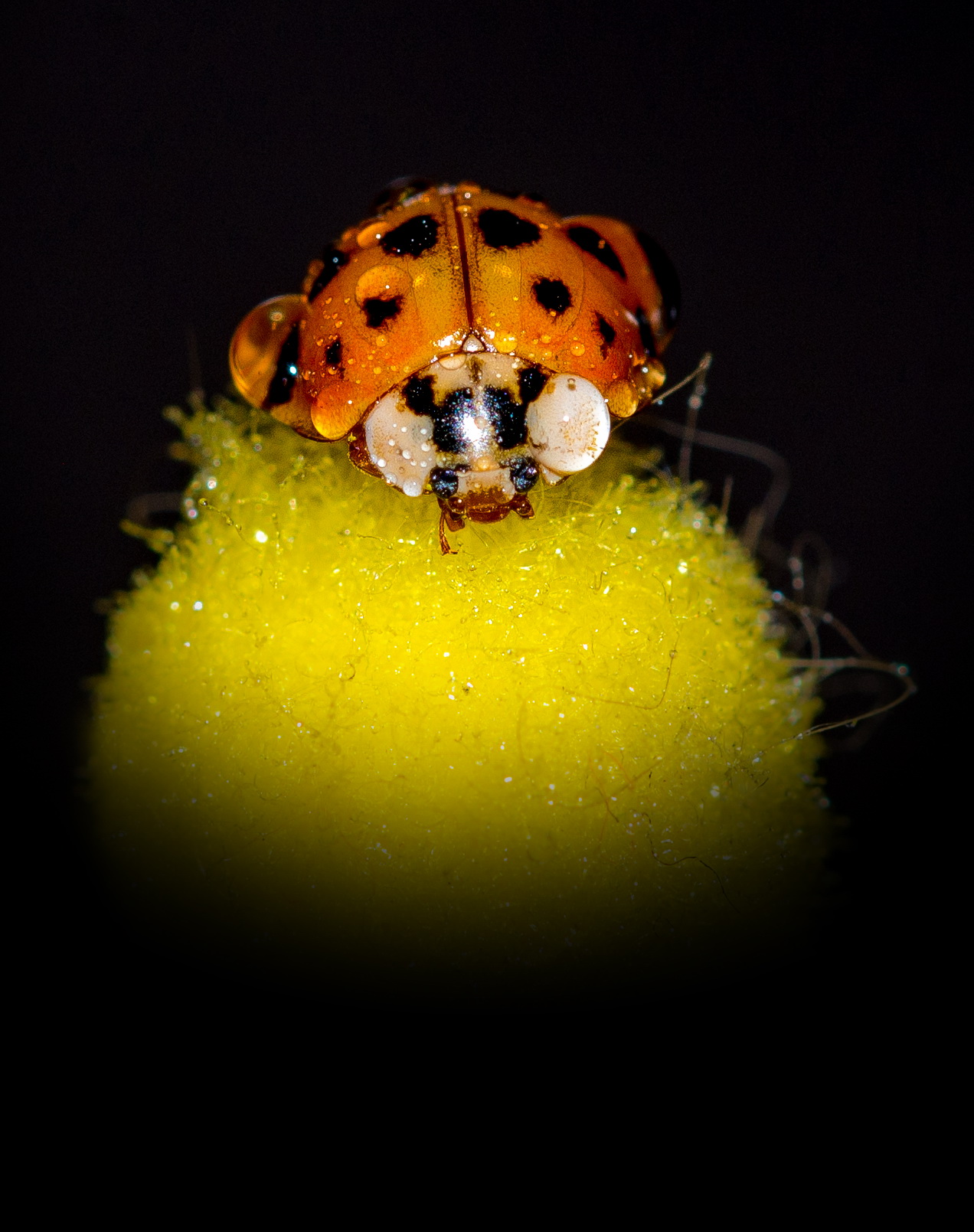 Uhff...certo che fa caldo a stare sotto i riflettori...