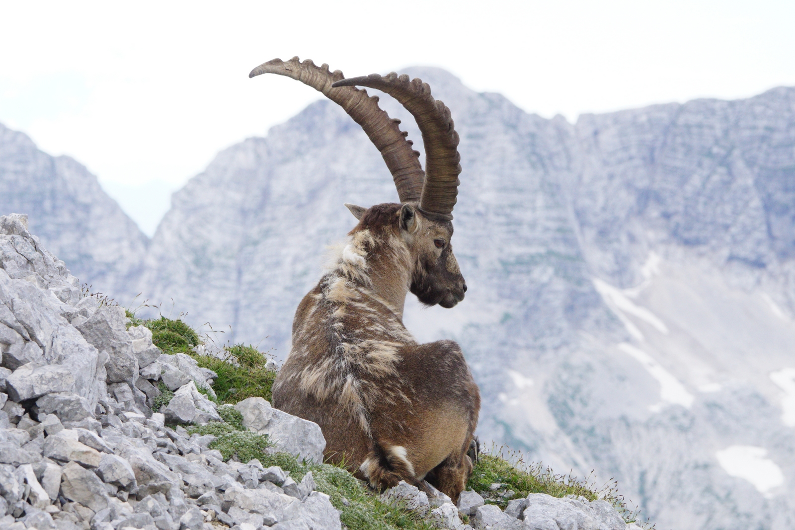 Ibex on the Julian Alps