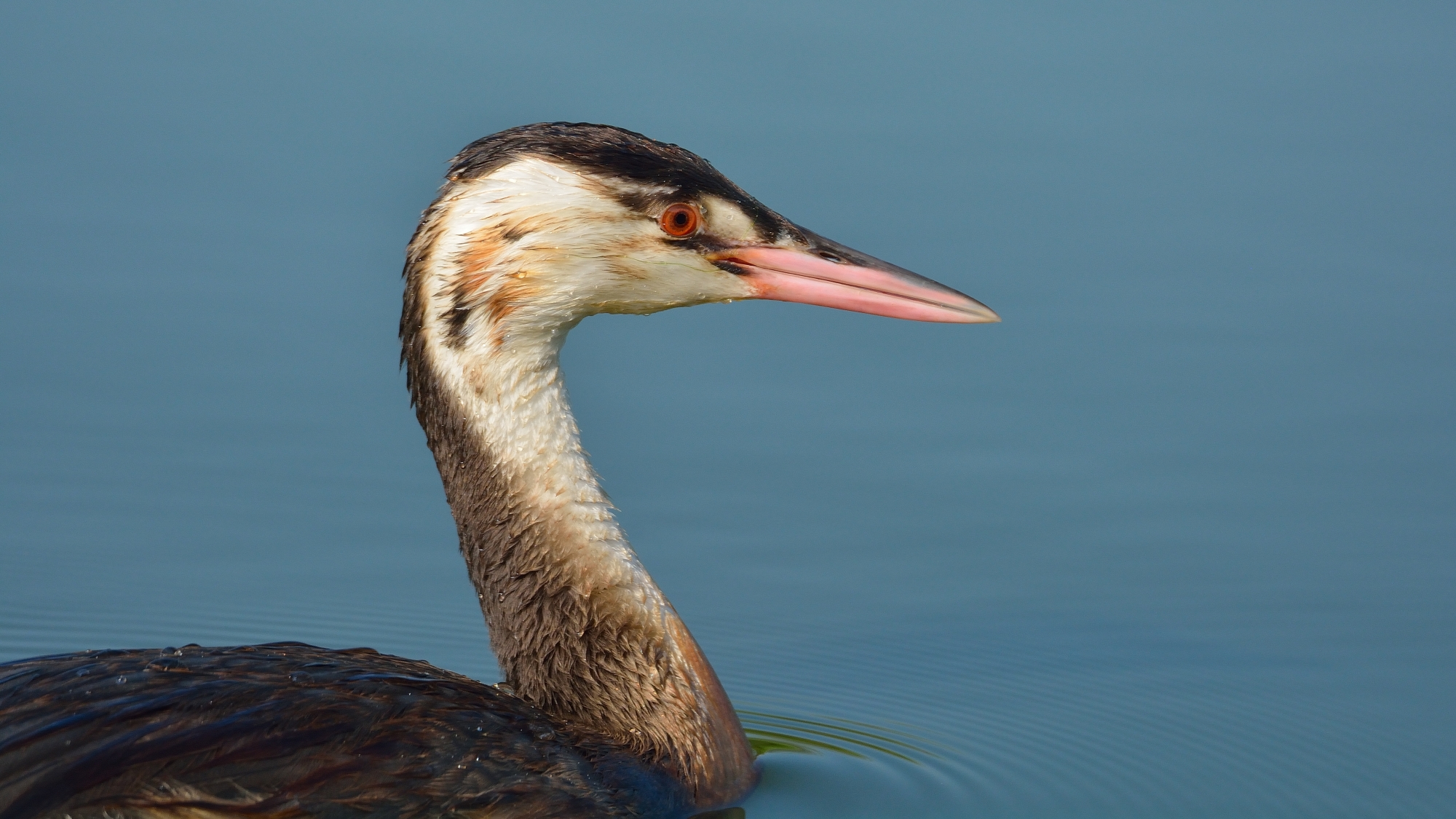 Grebe ...