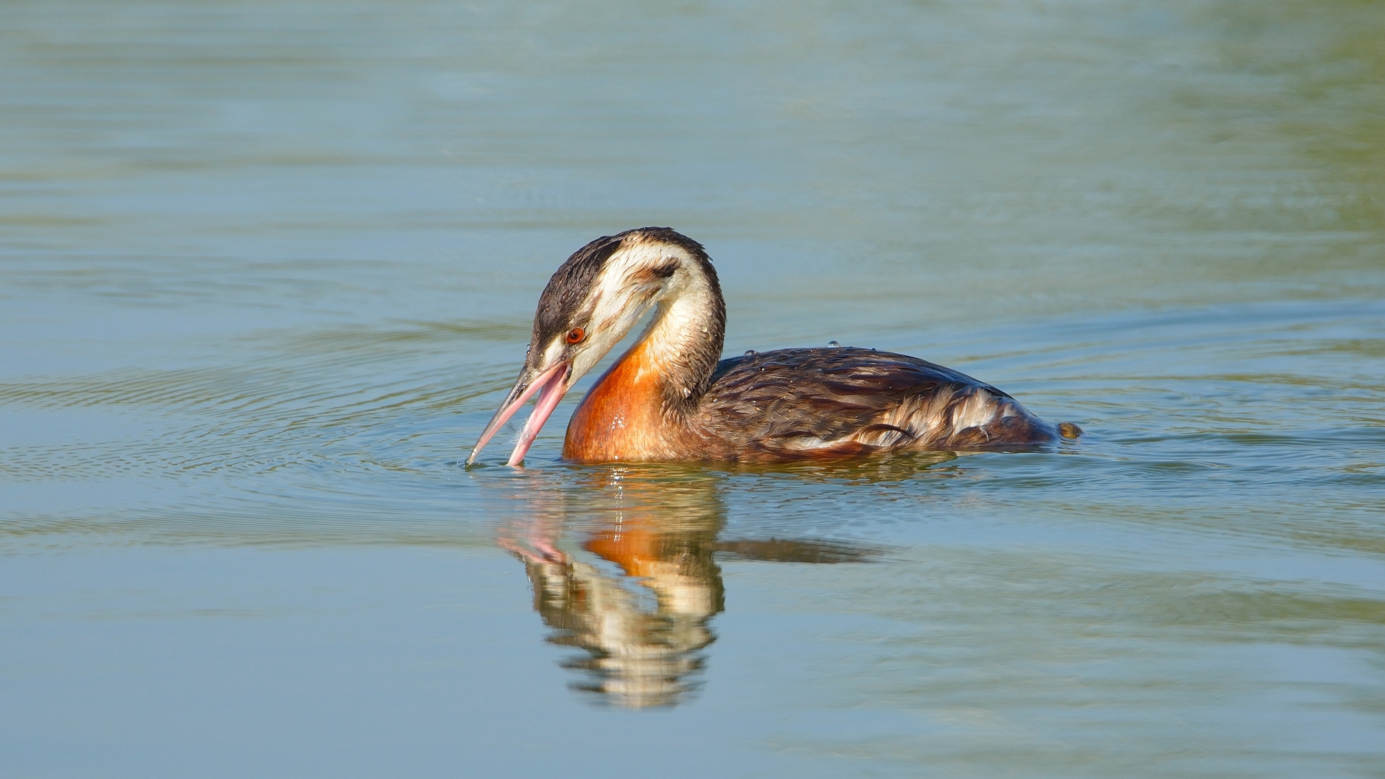 Grebe ...