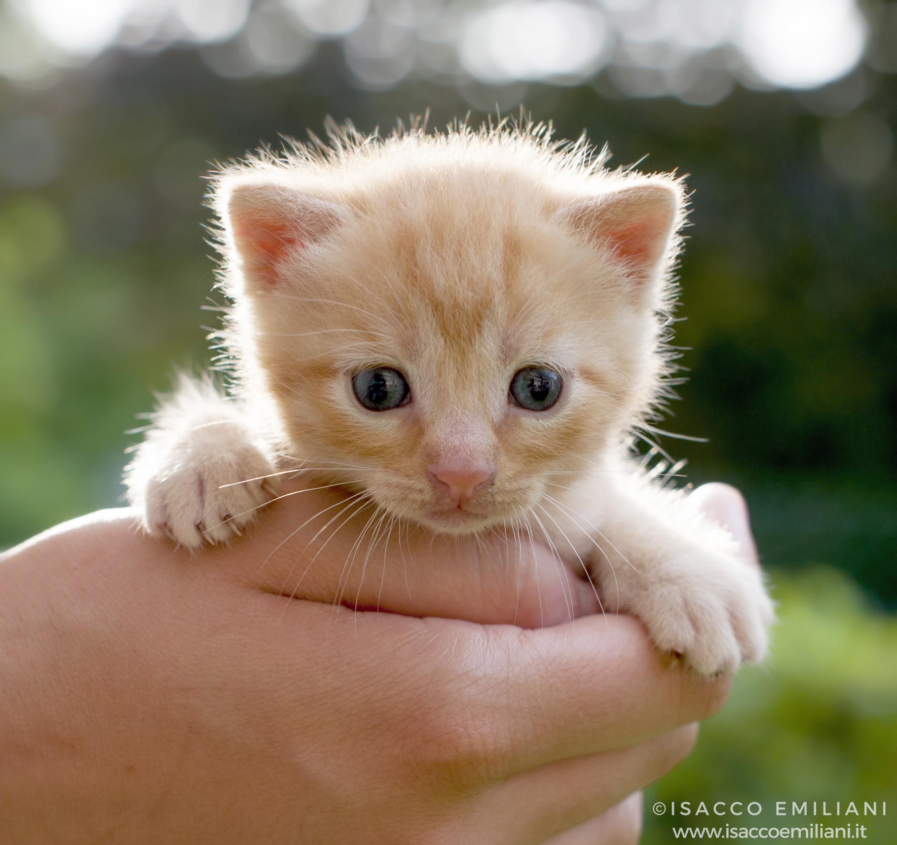 Cucciolo di Gatto di un mese